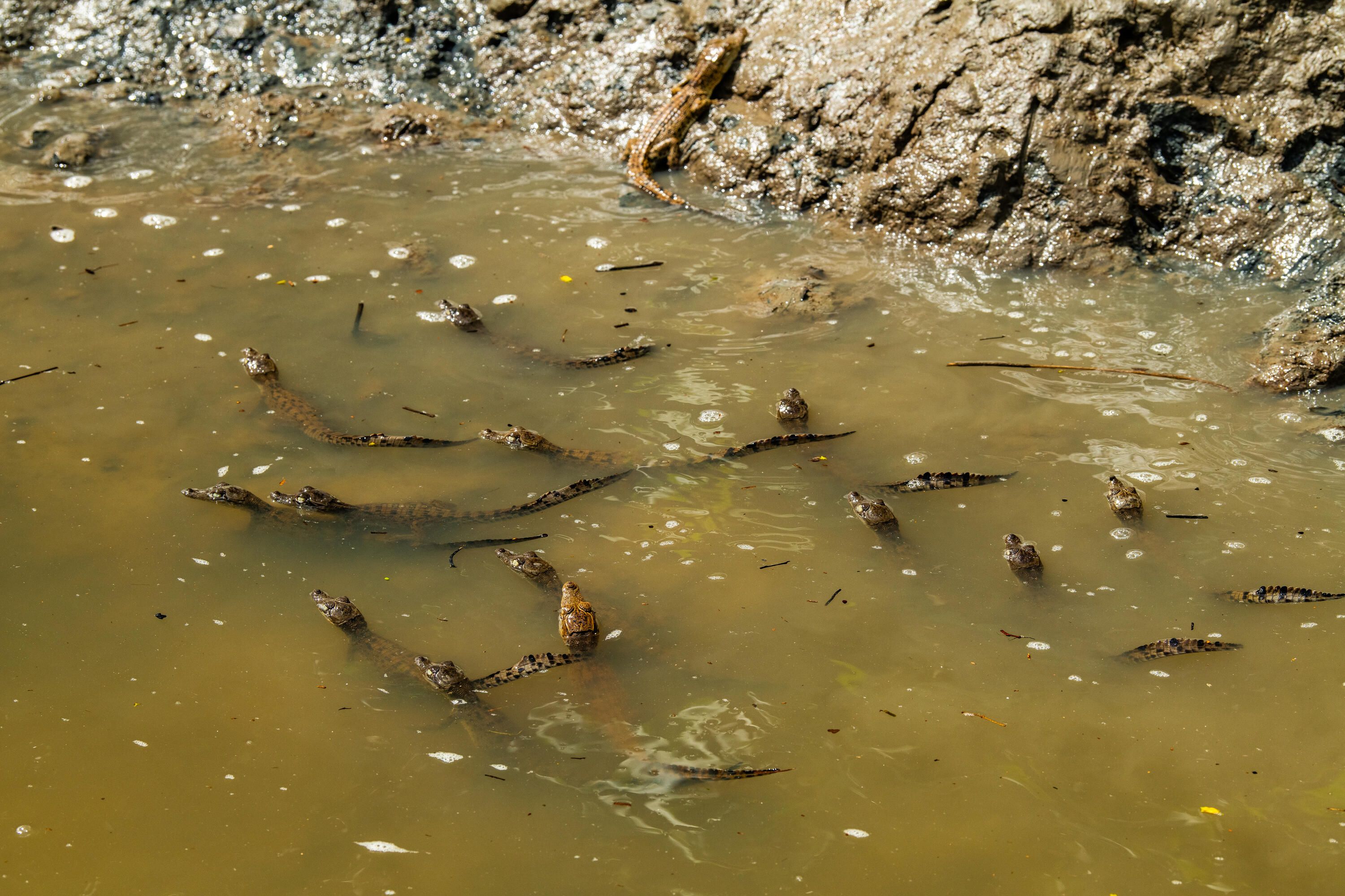 A photo of a large group of small crocodiles in brown water next to the bank.