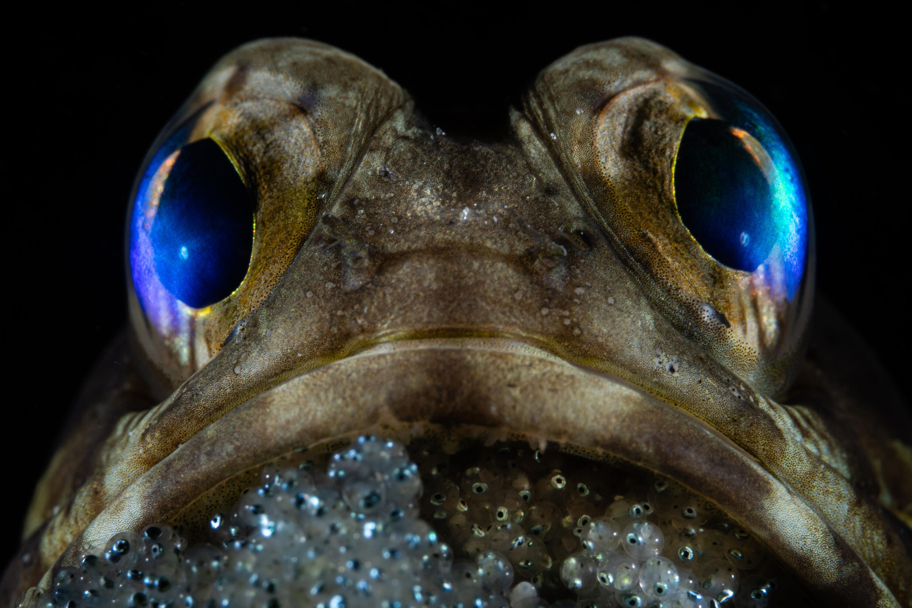 Photograph showing a close up of a creatures face, with brown skin  and very large eyes, and a dark background. 