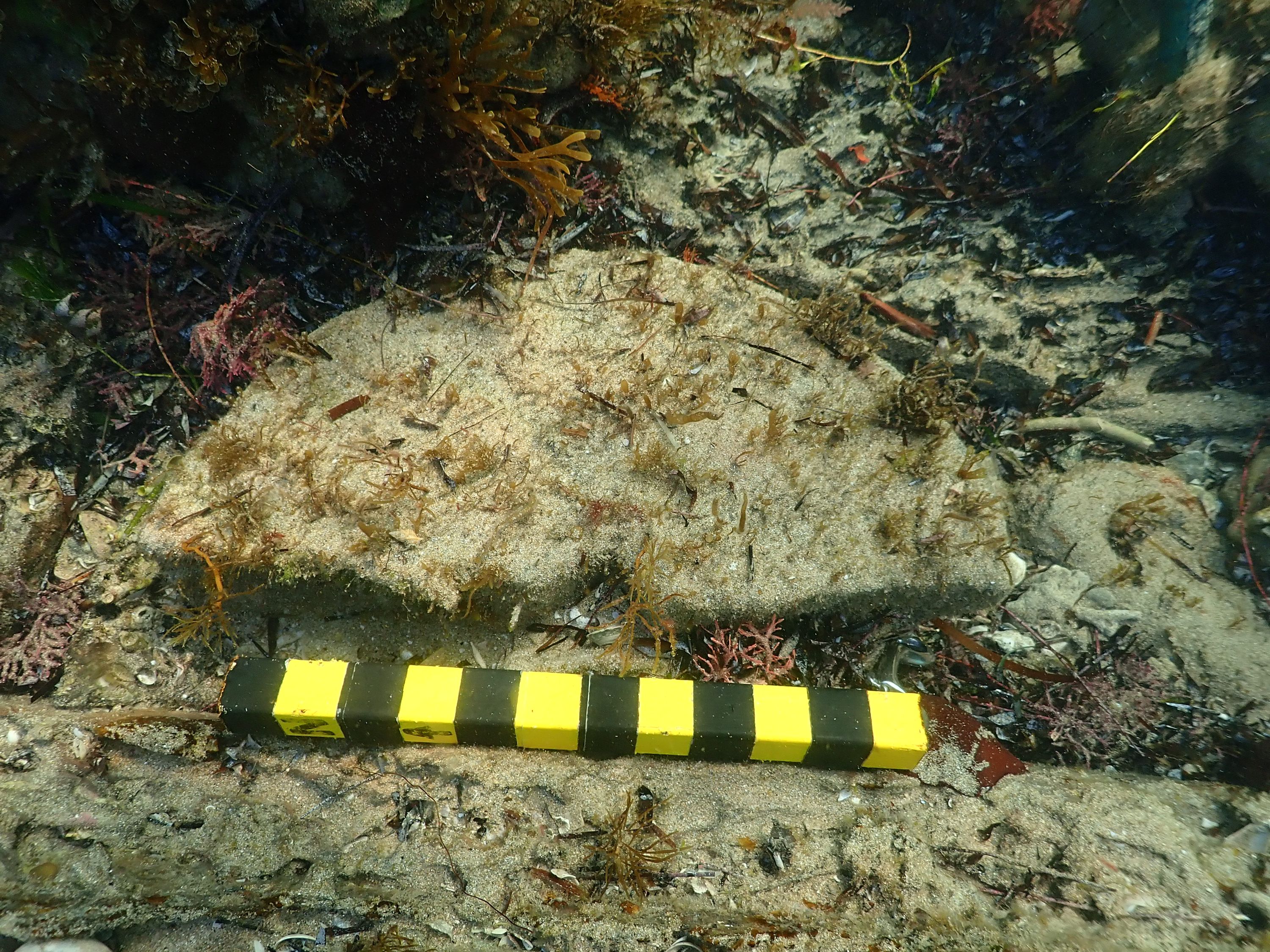 Photo taken underwater of a large, semicircular stone with a black and yellow measuring stick next to it.
