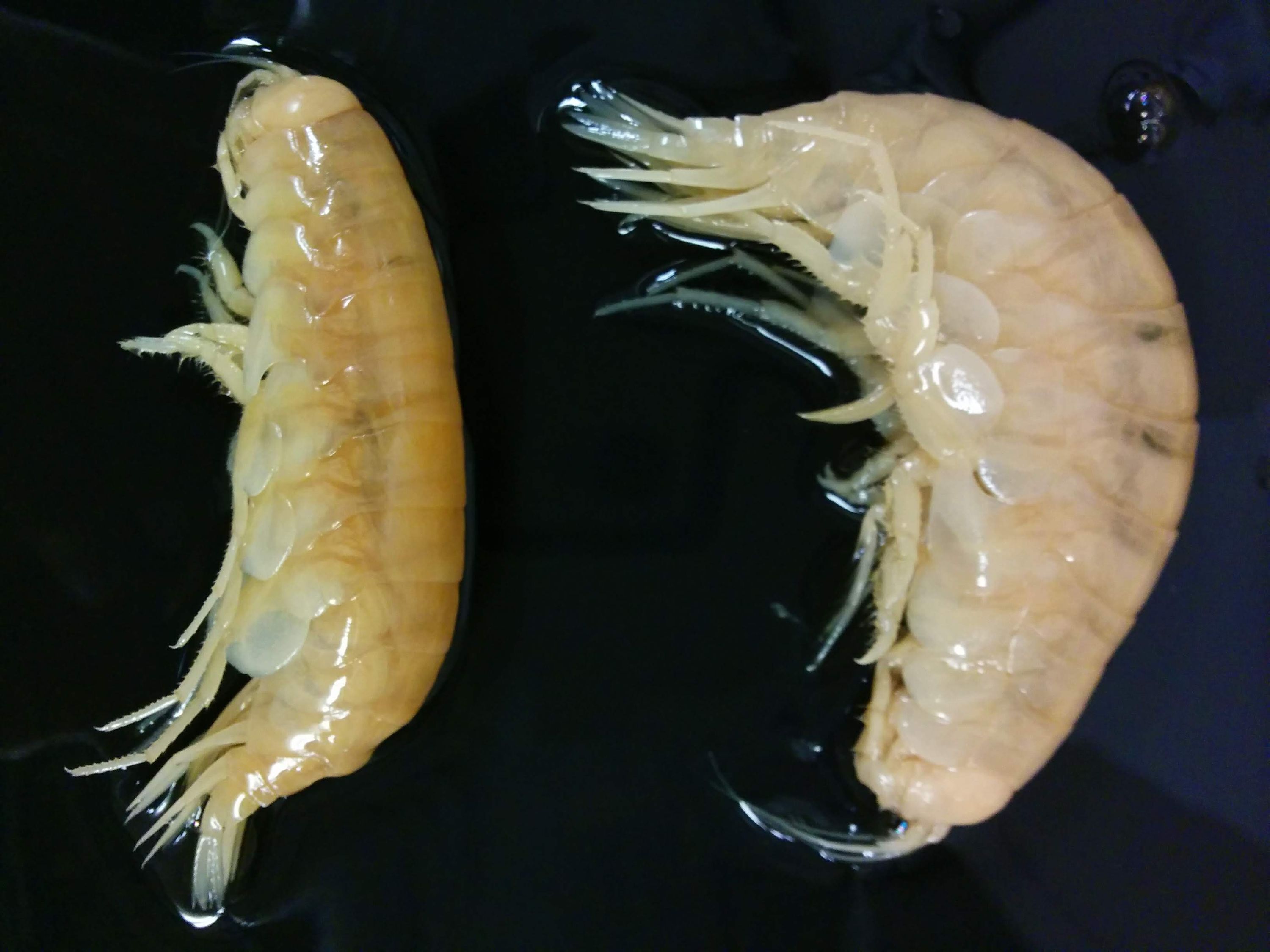 Photo of two shrimp-like crustaceans on a black background.