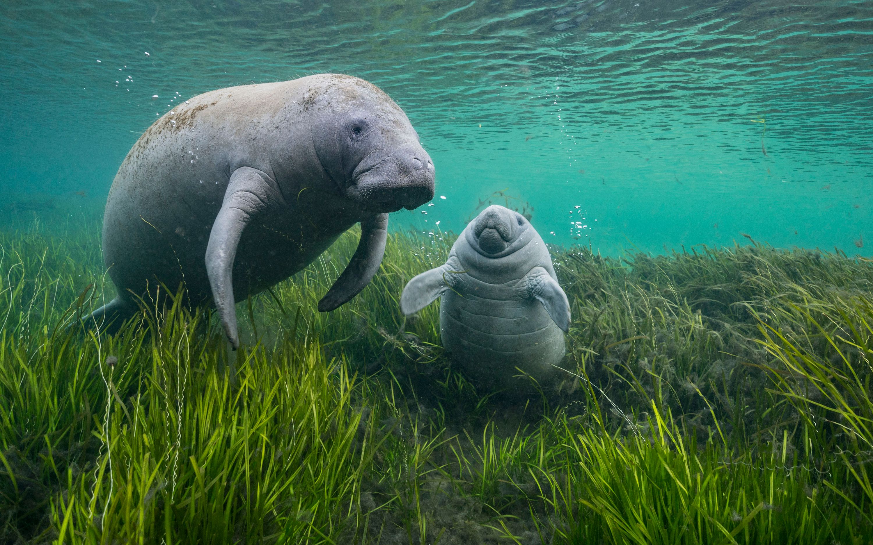 Photo taken underwater showing an adult and a baby manatee, with round grey bodies swimming above green sea grass.
