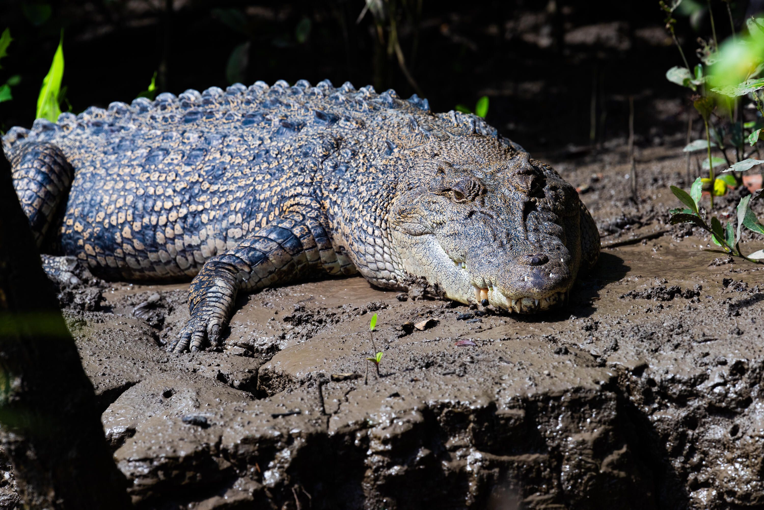 Photo of a large crocodile.