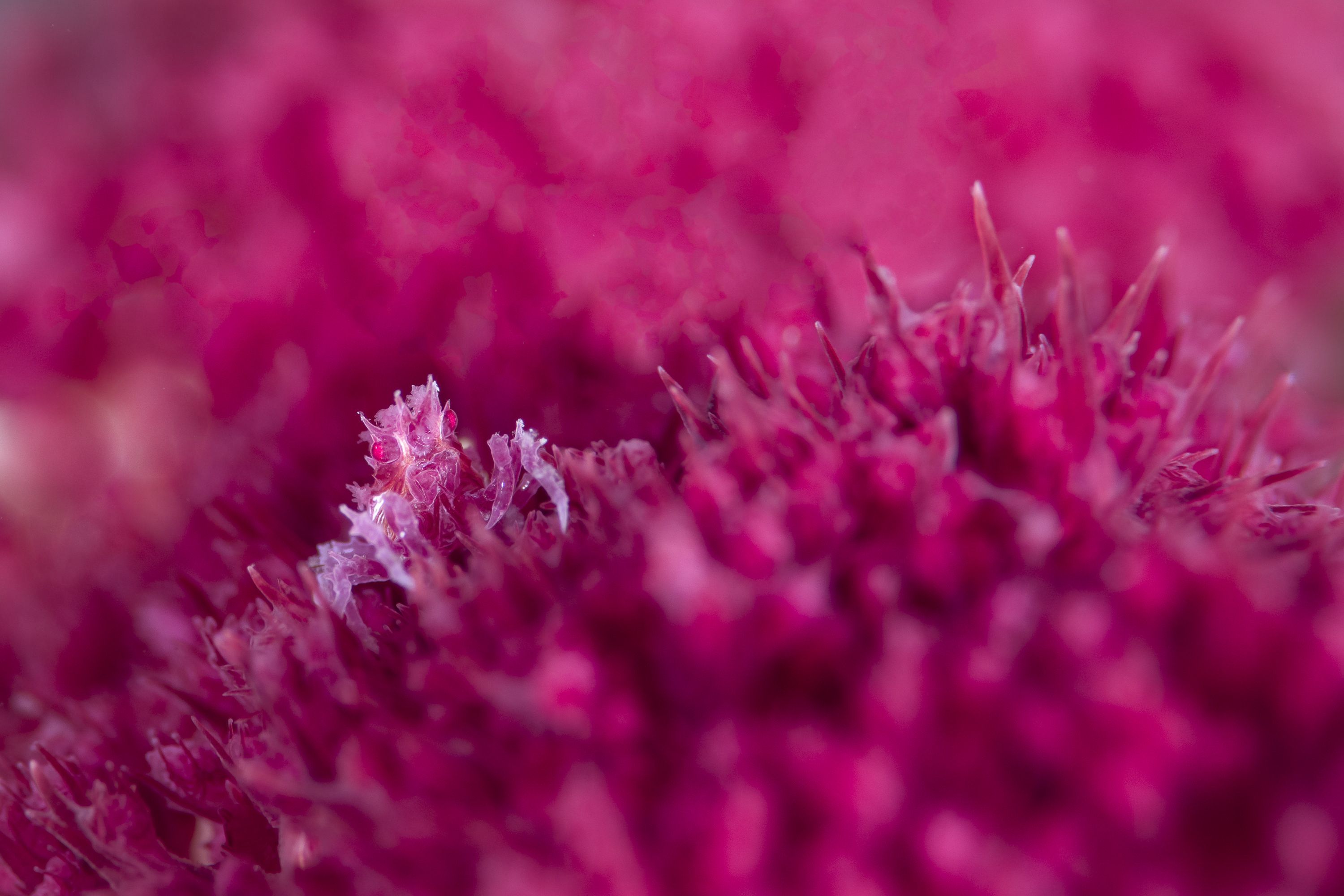 Photograph showing a close up of a small pink creature camouflaged against a pink background. 