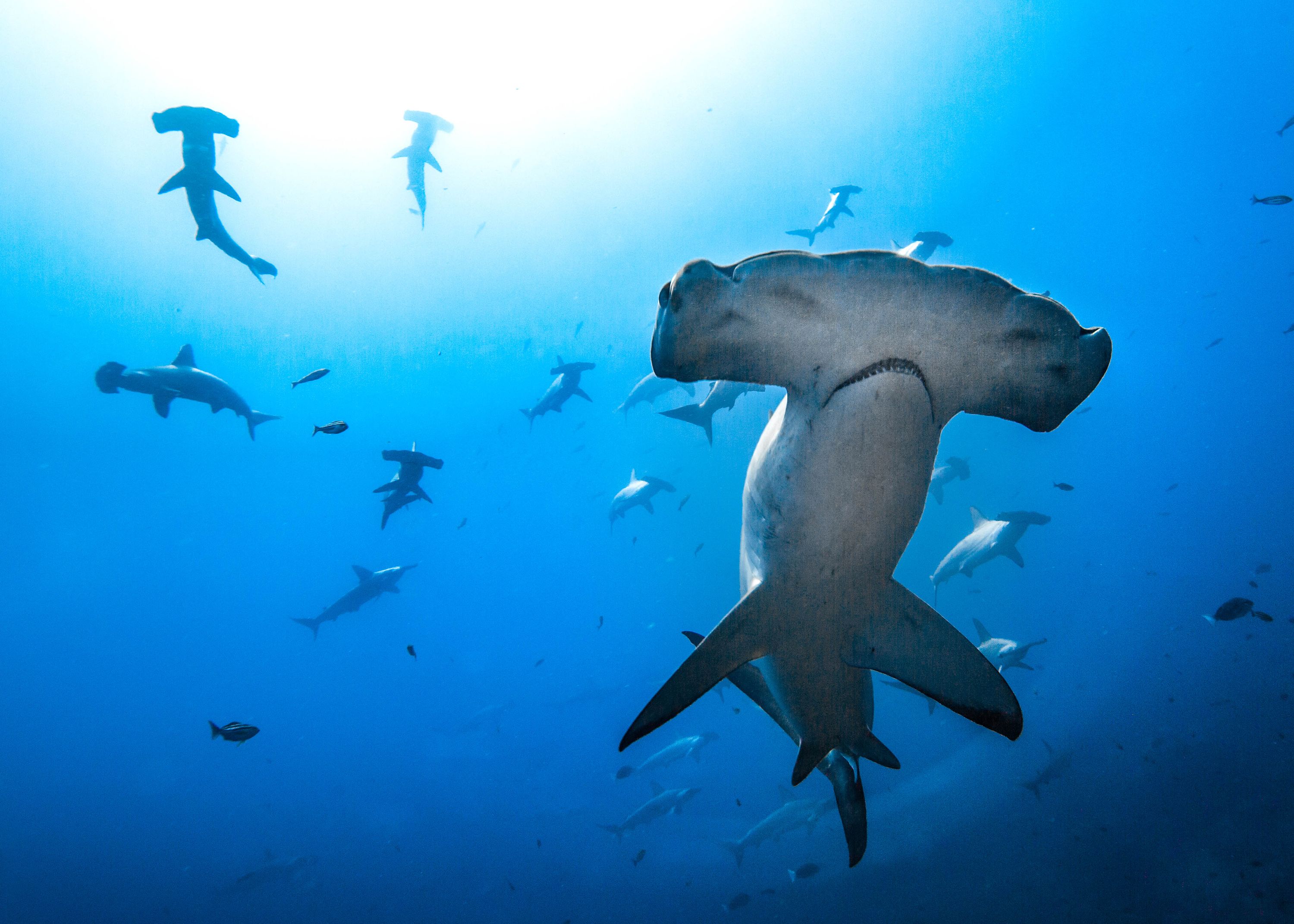 A group of hammerhead sharks swimming in the ocean