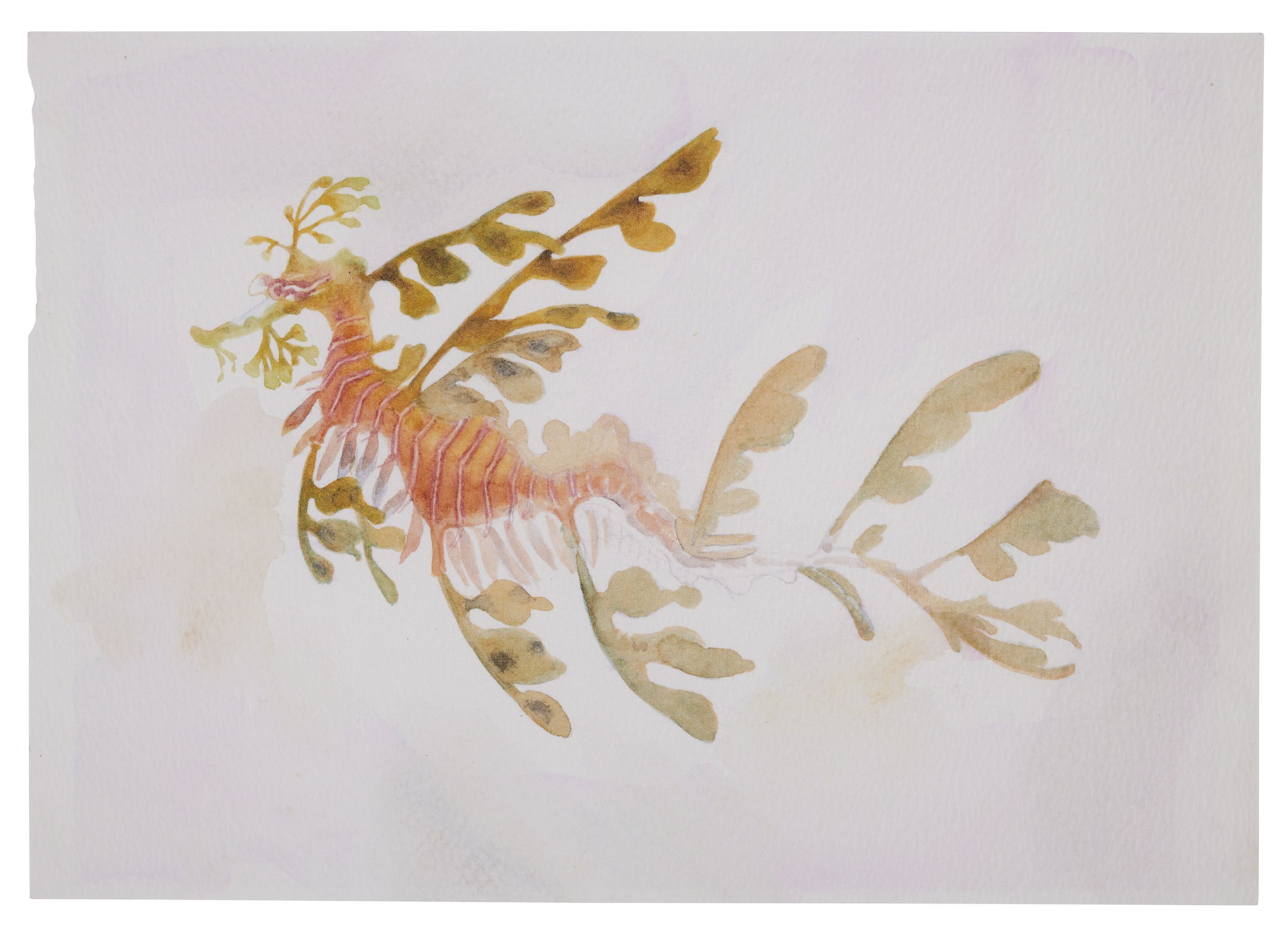 Watercolour painting of a weedy sea dragon. 
