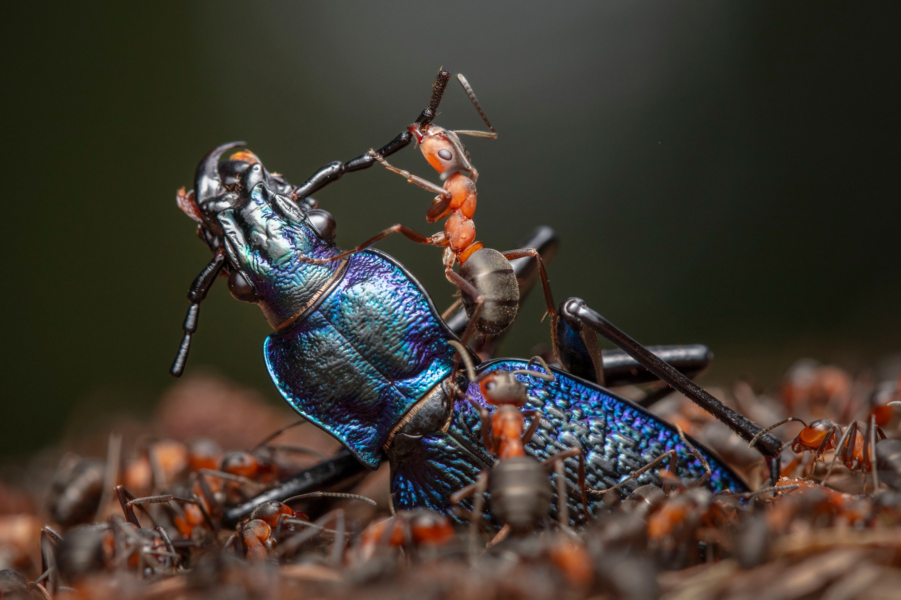 Photo showing red wood ants attacking a blue ground beetle.
