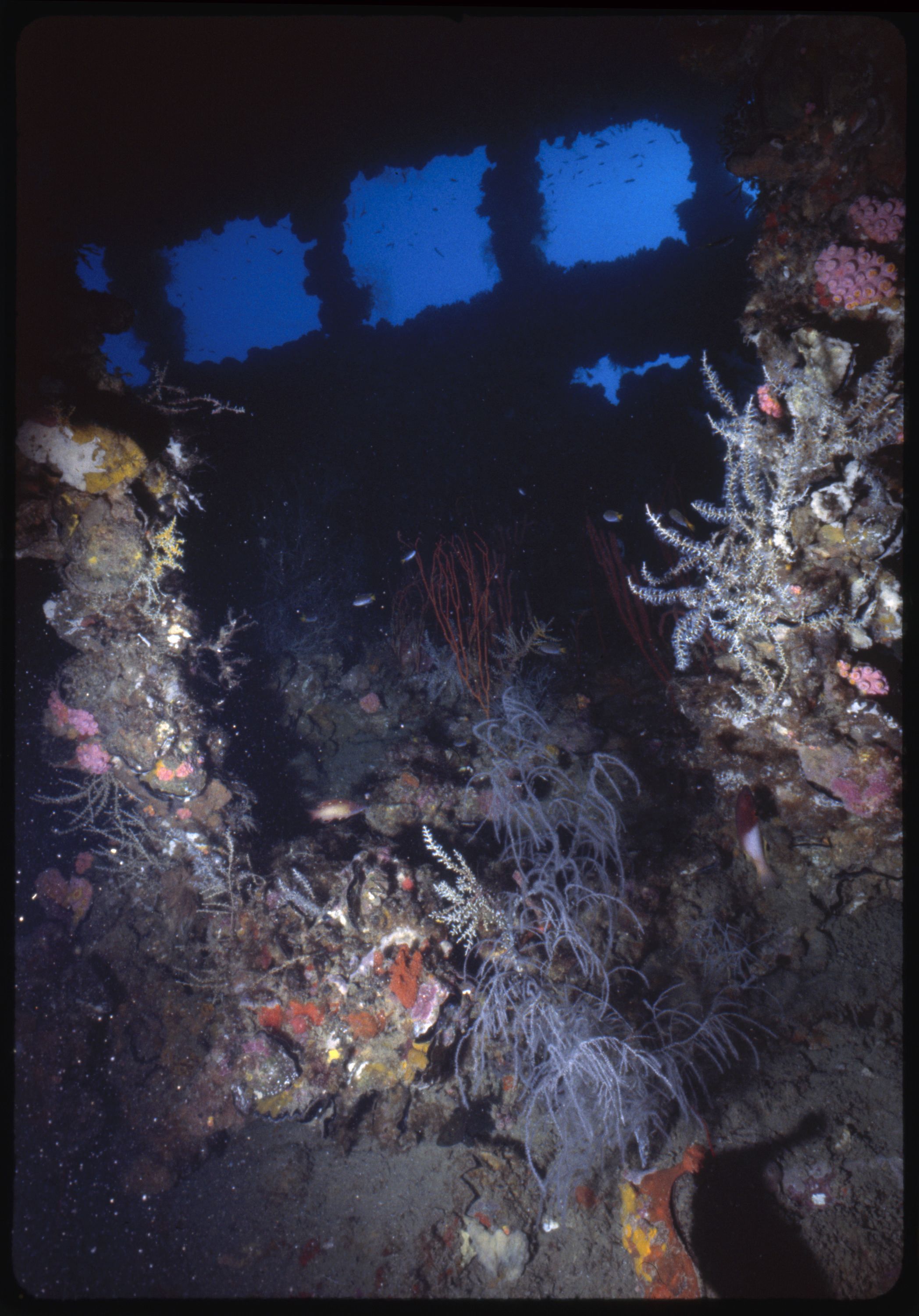 Photo taken underwater showing a shipwreck covered with ocean plants and corals. 