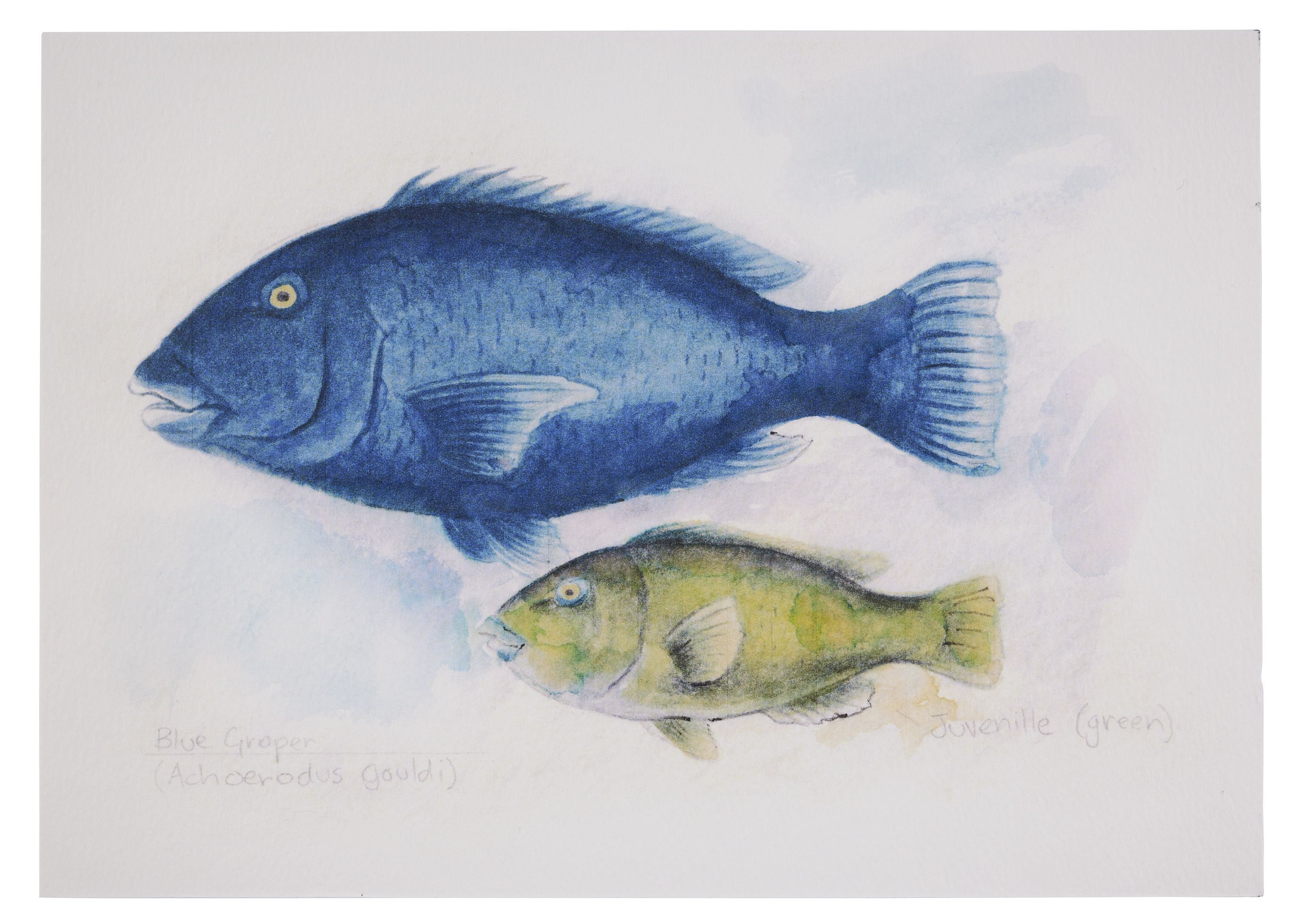 Watercolour painting of 2 fish. The larger one is blue, the smaller one is green. 
