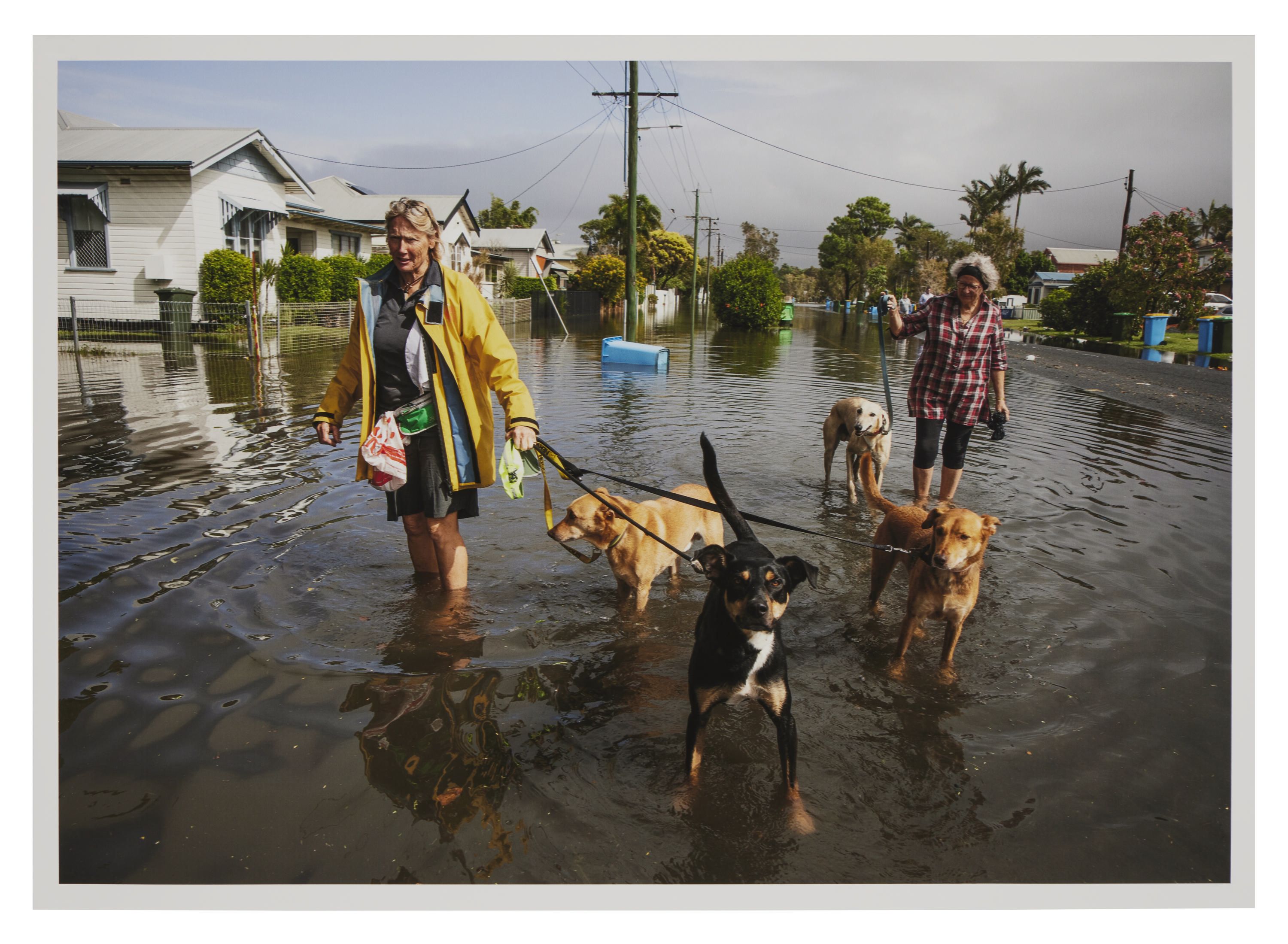 Photograph of a woman wearing a yellow raincoat, standing a street flooded with Water, with 3 dogs on leads. There is a second woman with another dog in the background. 