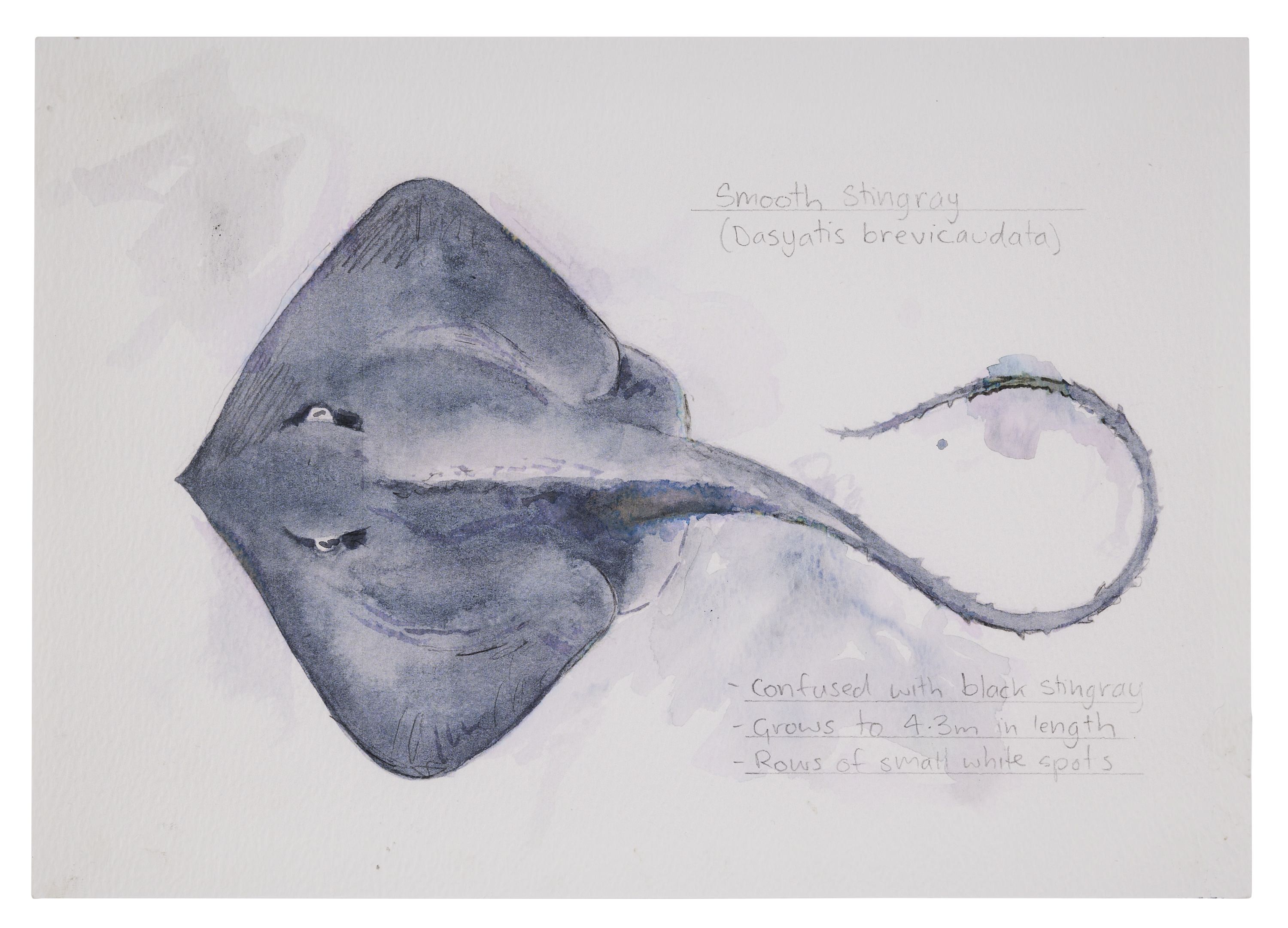 Watercolour painting of a stingray.