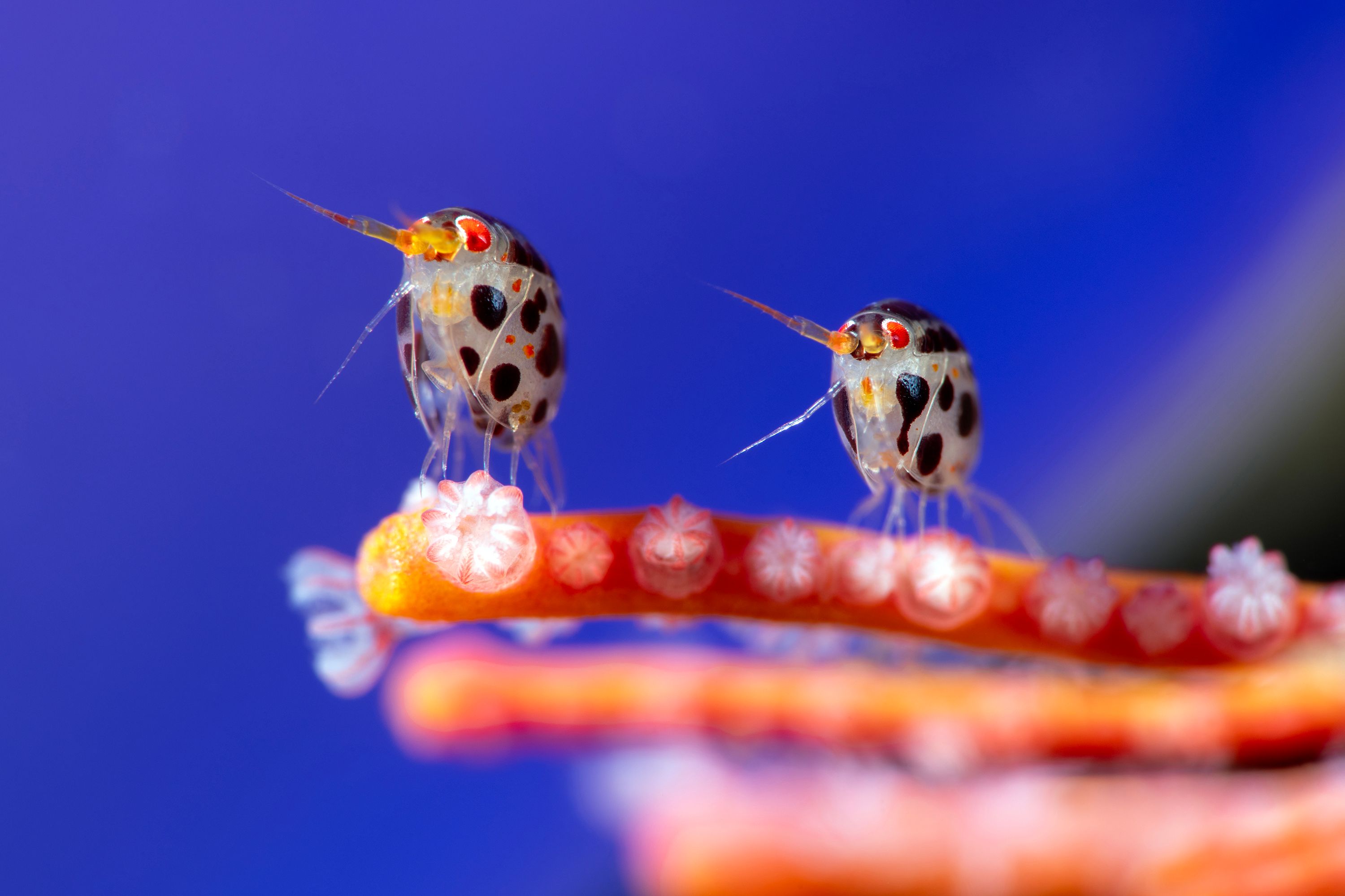 Photograph showing a close up of 2 small, underwater creatures commonly called “ladybugs of the sea”, standing on orange coral.