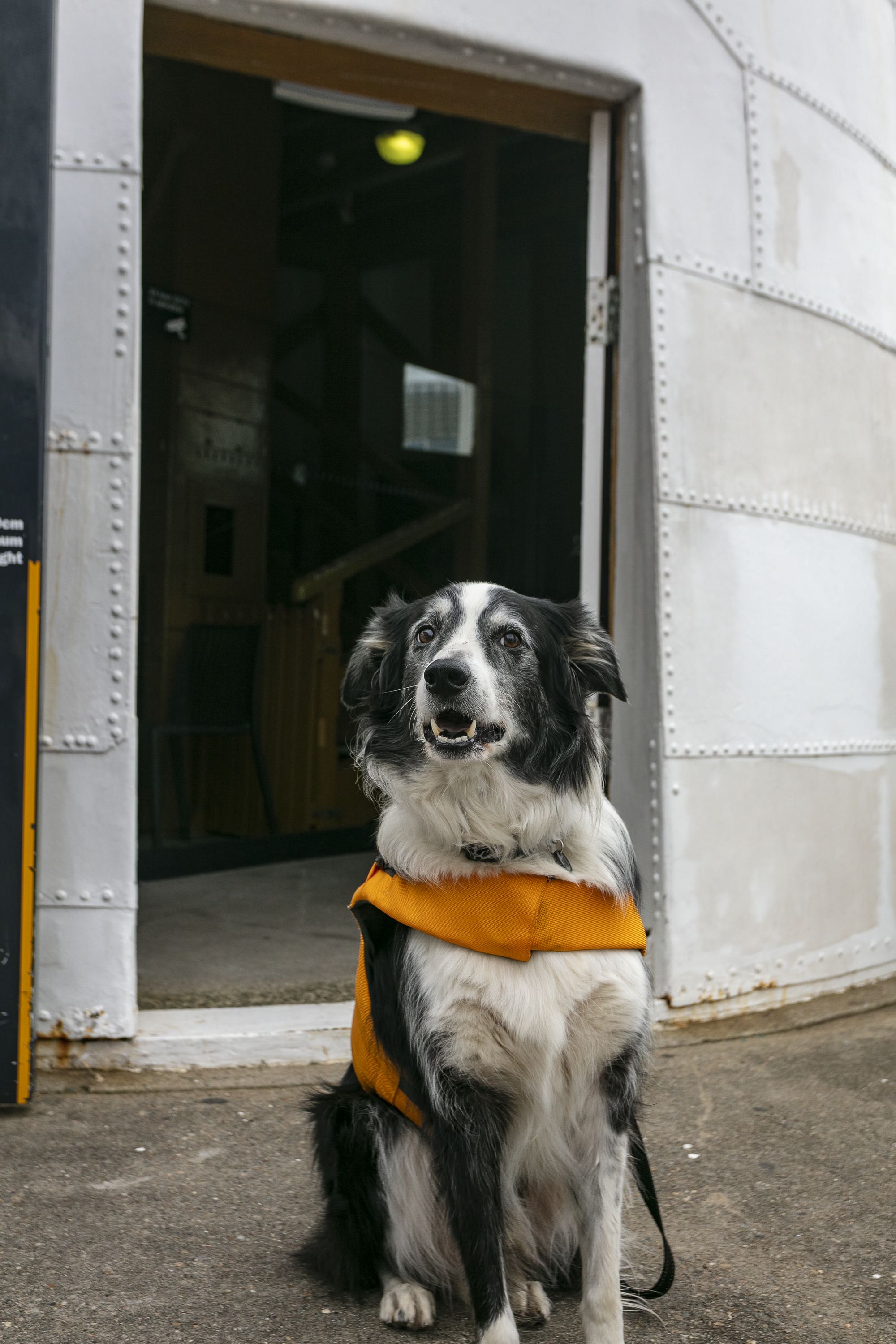 A photo of a dog, a black and white border collie, sitting outside the base of a white lighthouse.