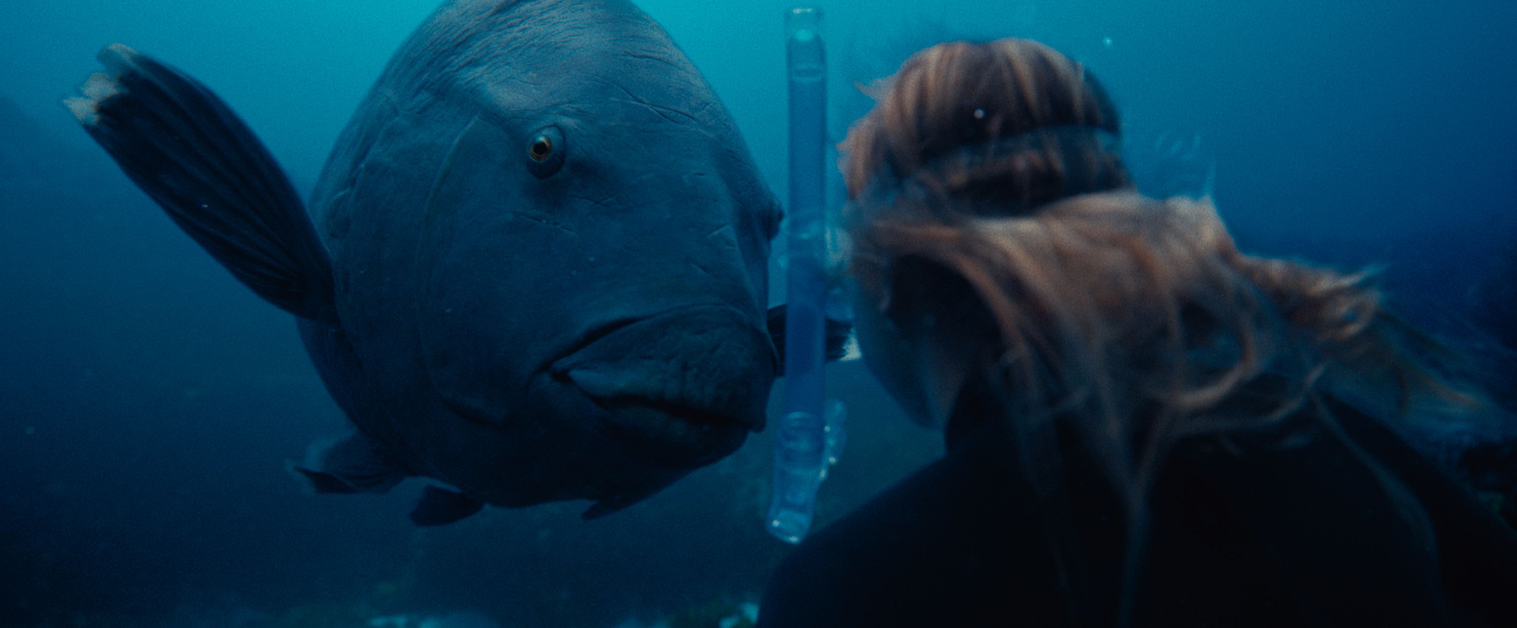 Photo showing a girl with snorkel diving underwater looking at an extremely large fish.