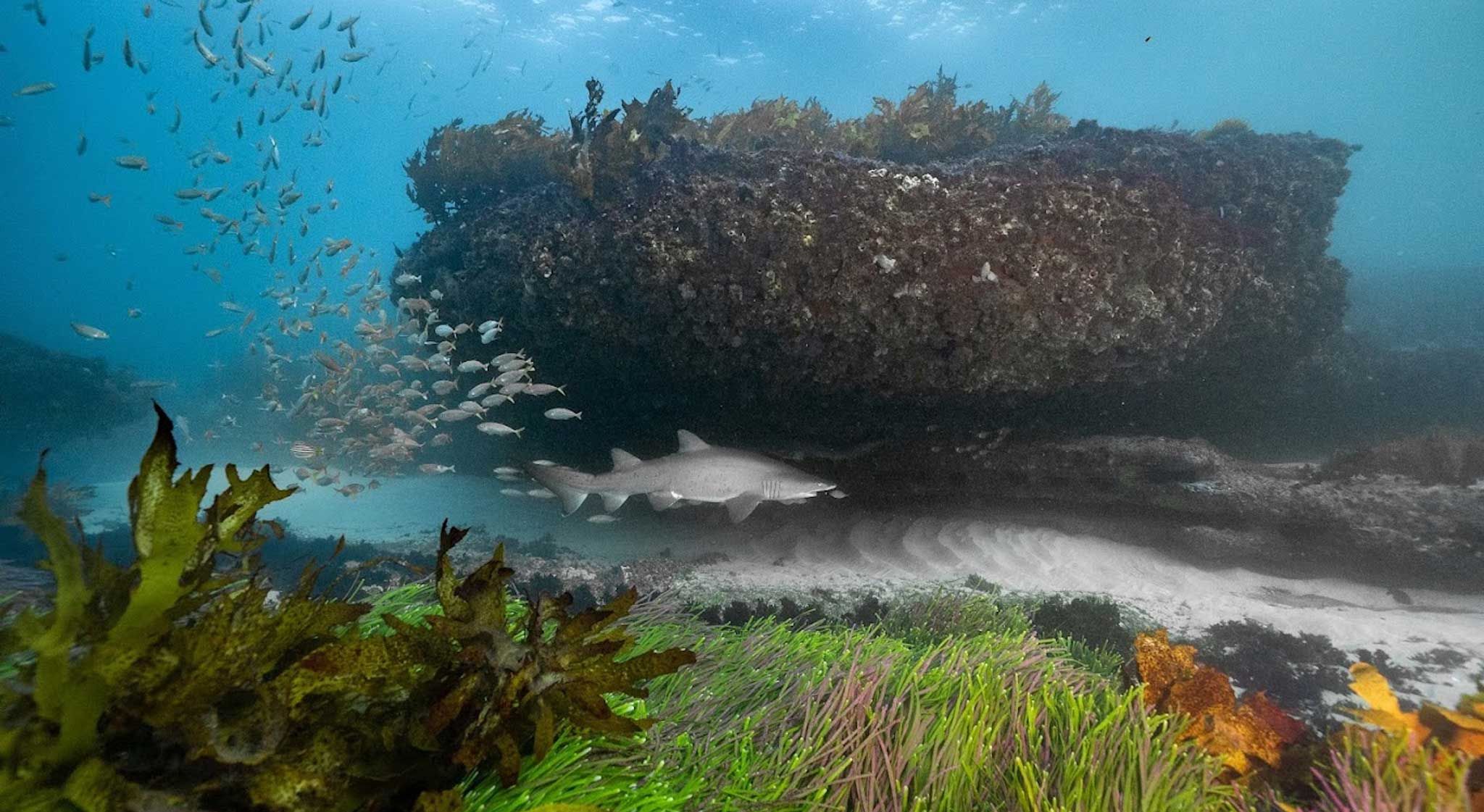 Photograph taken underwater showing a shark and school of fish 