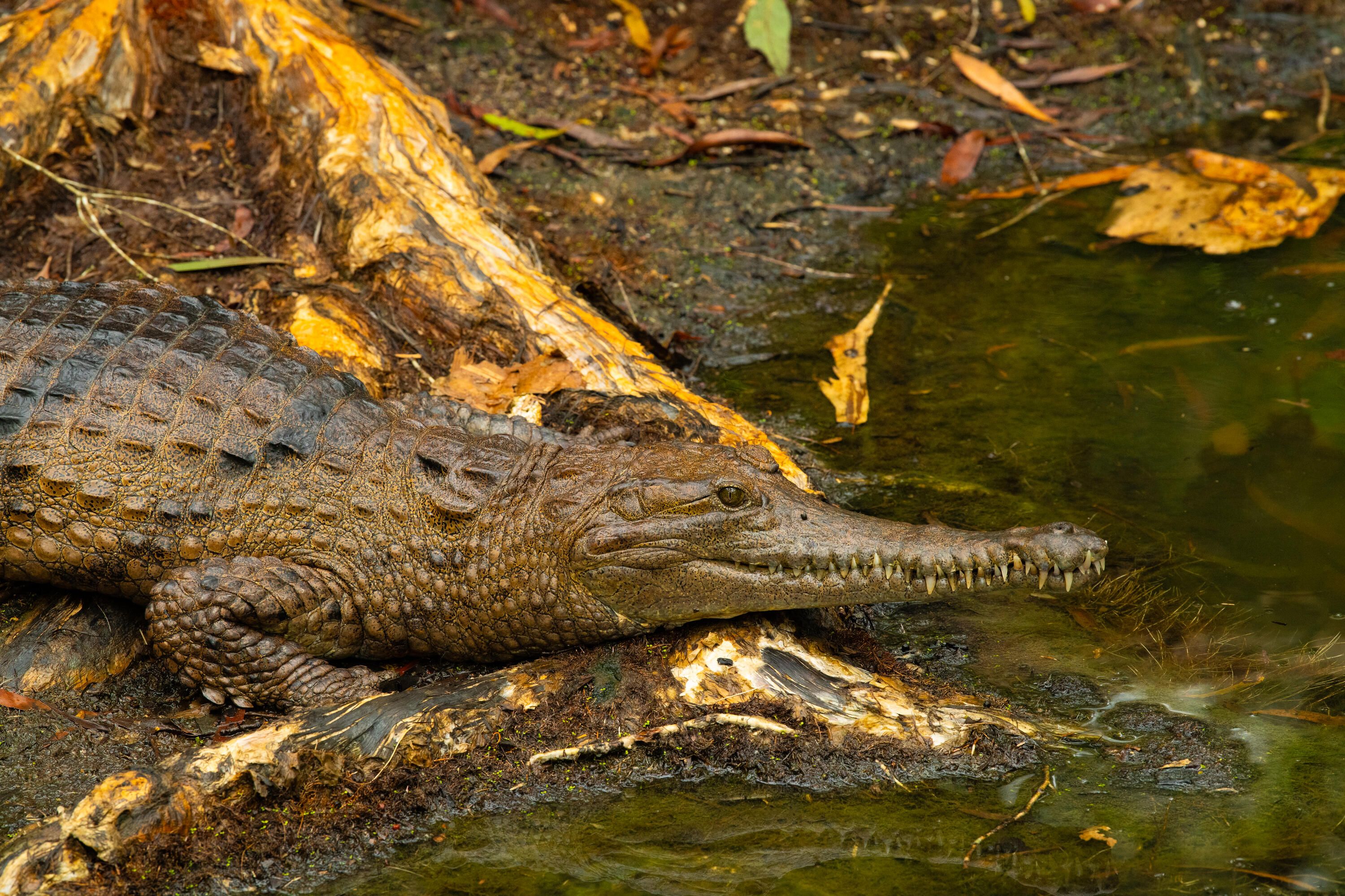 Photo of a small crocodile on the bank looking over the water.