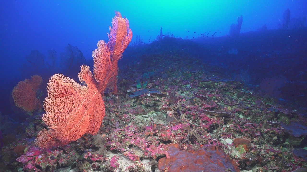 Underwater photograph showing the sea floor with corals.