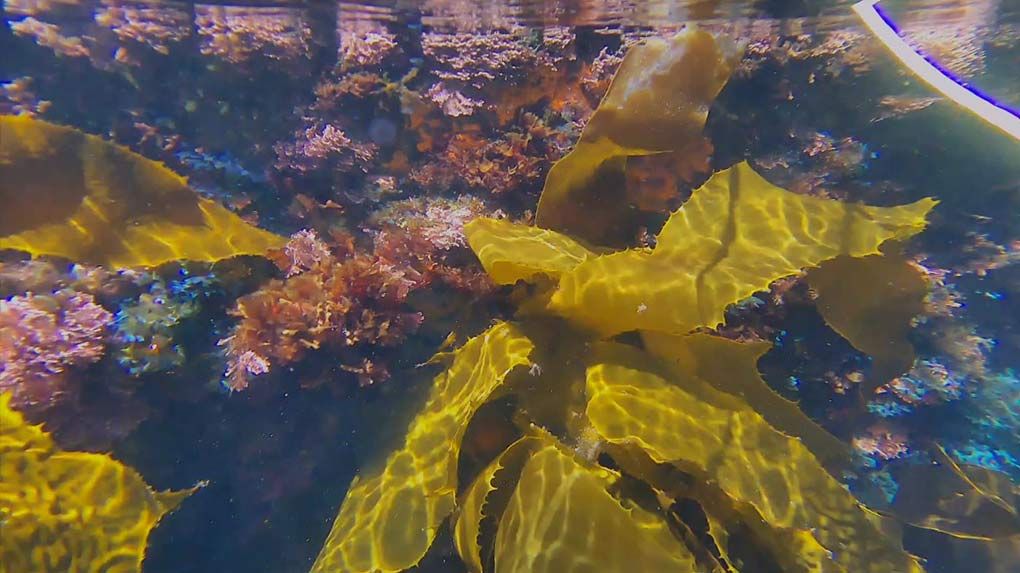 Photo taken underwater showing plants. 