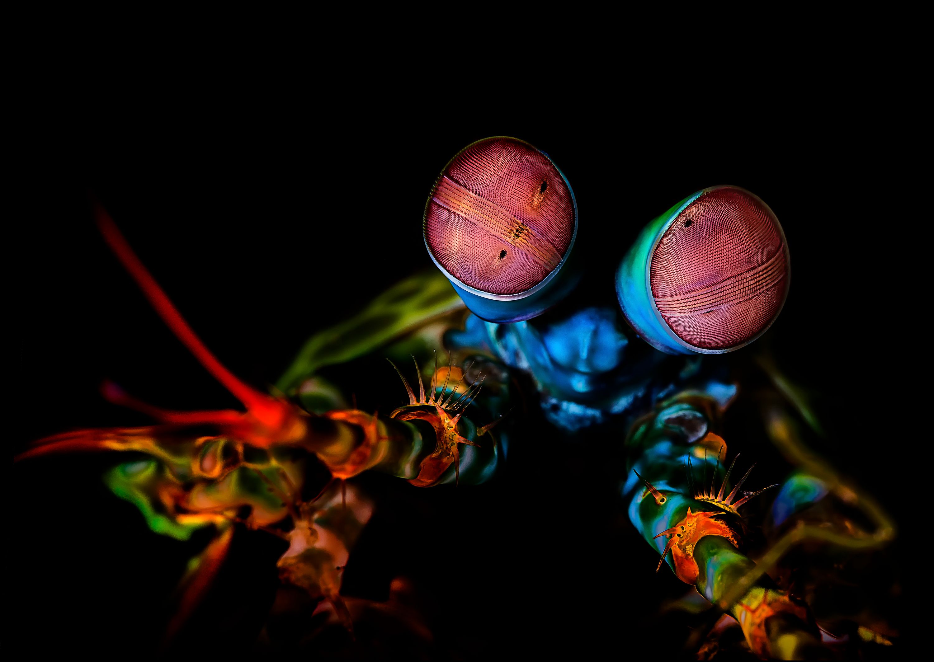 A close up of a mantis shrimp