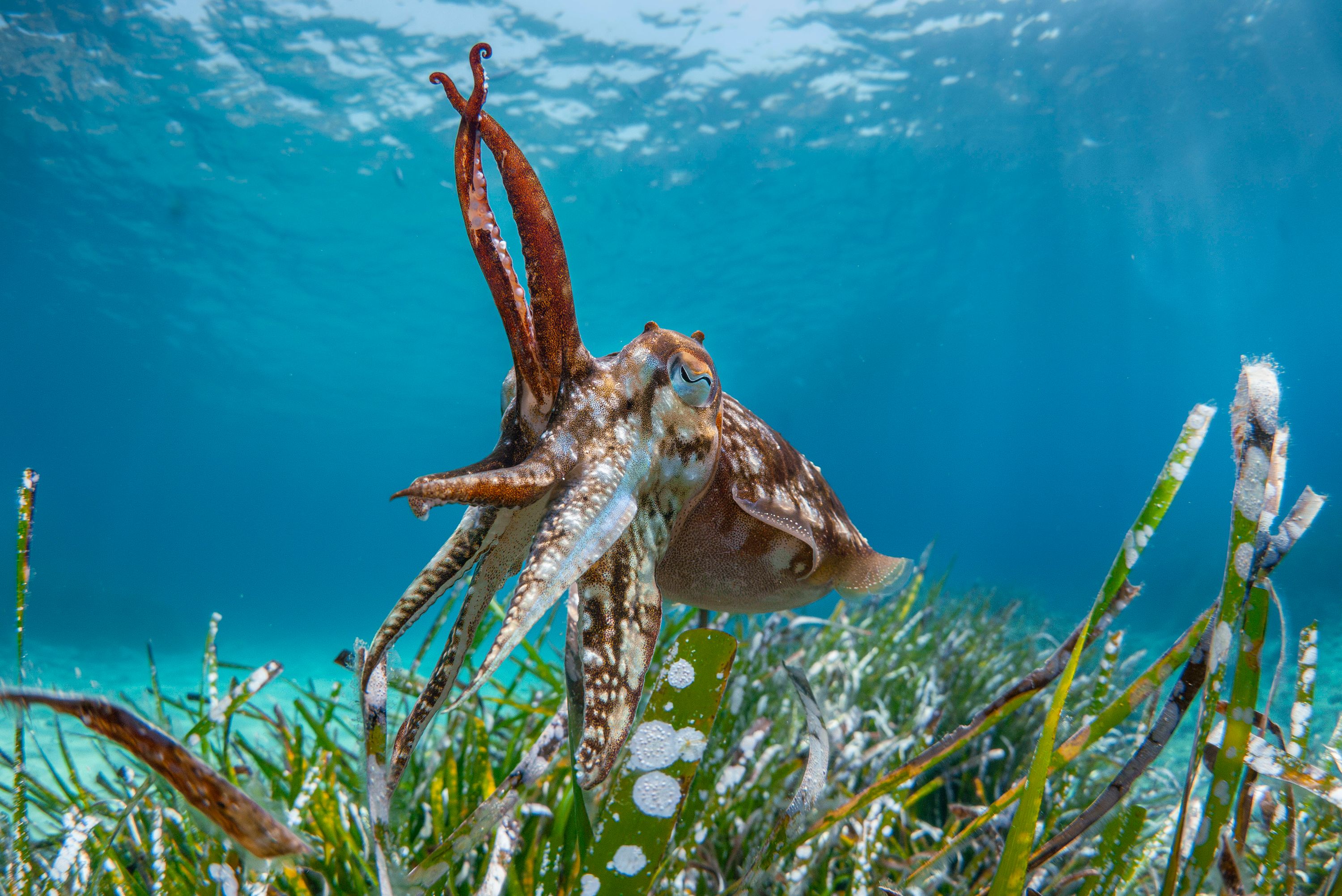Photo taken underwater of an animal, a cuttlefish, with tentacles spread swimming above green seagrass.