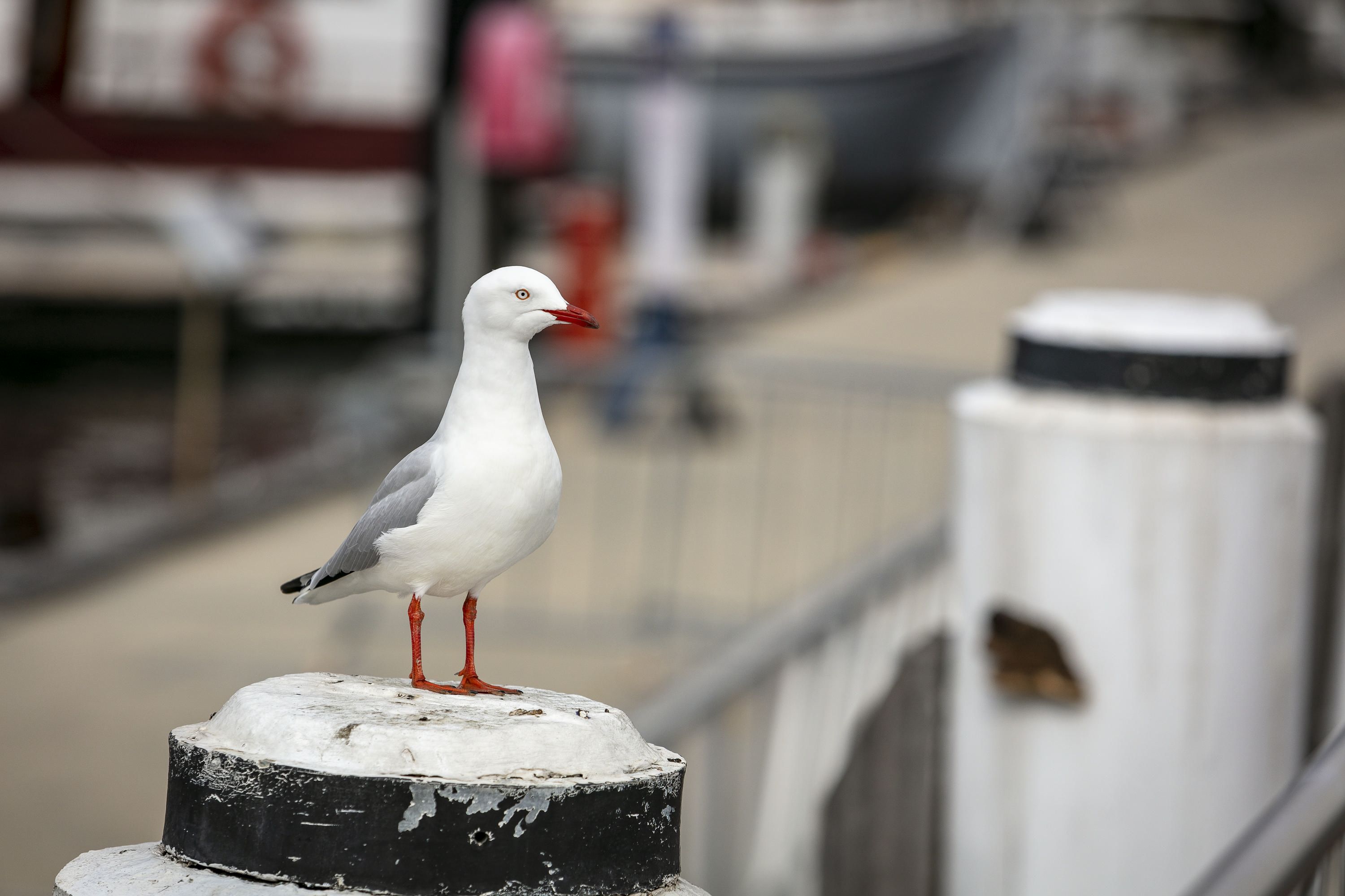 Photo of a Seagull on jetty post