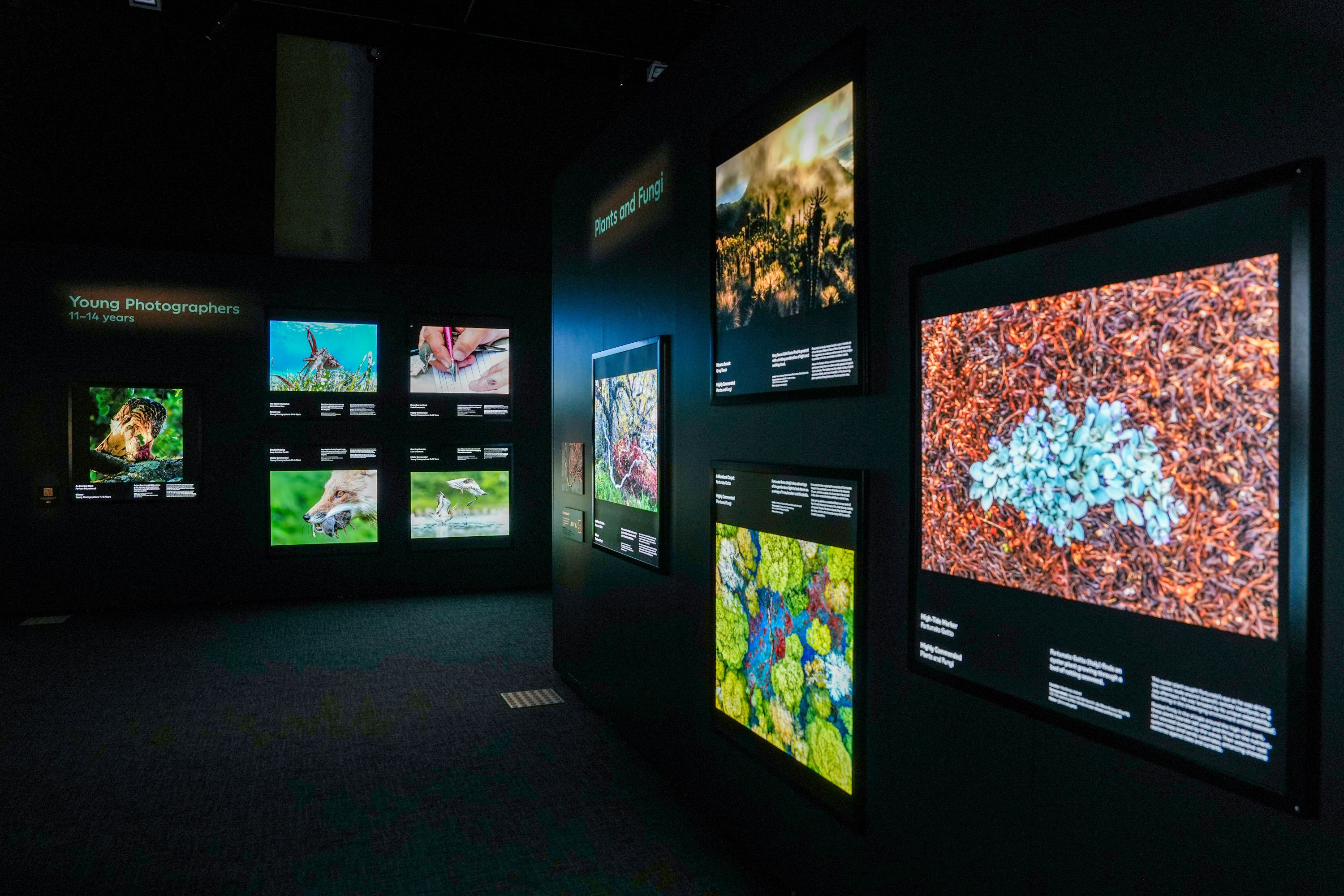 Photograph taken in a dark museum exhibition with backlight photographs on the walls