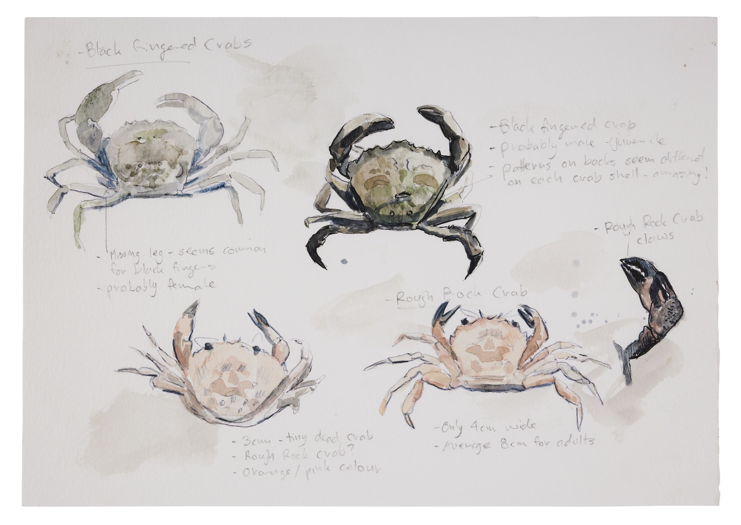 Watercolour painting showing several views of crabs. 