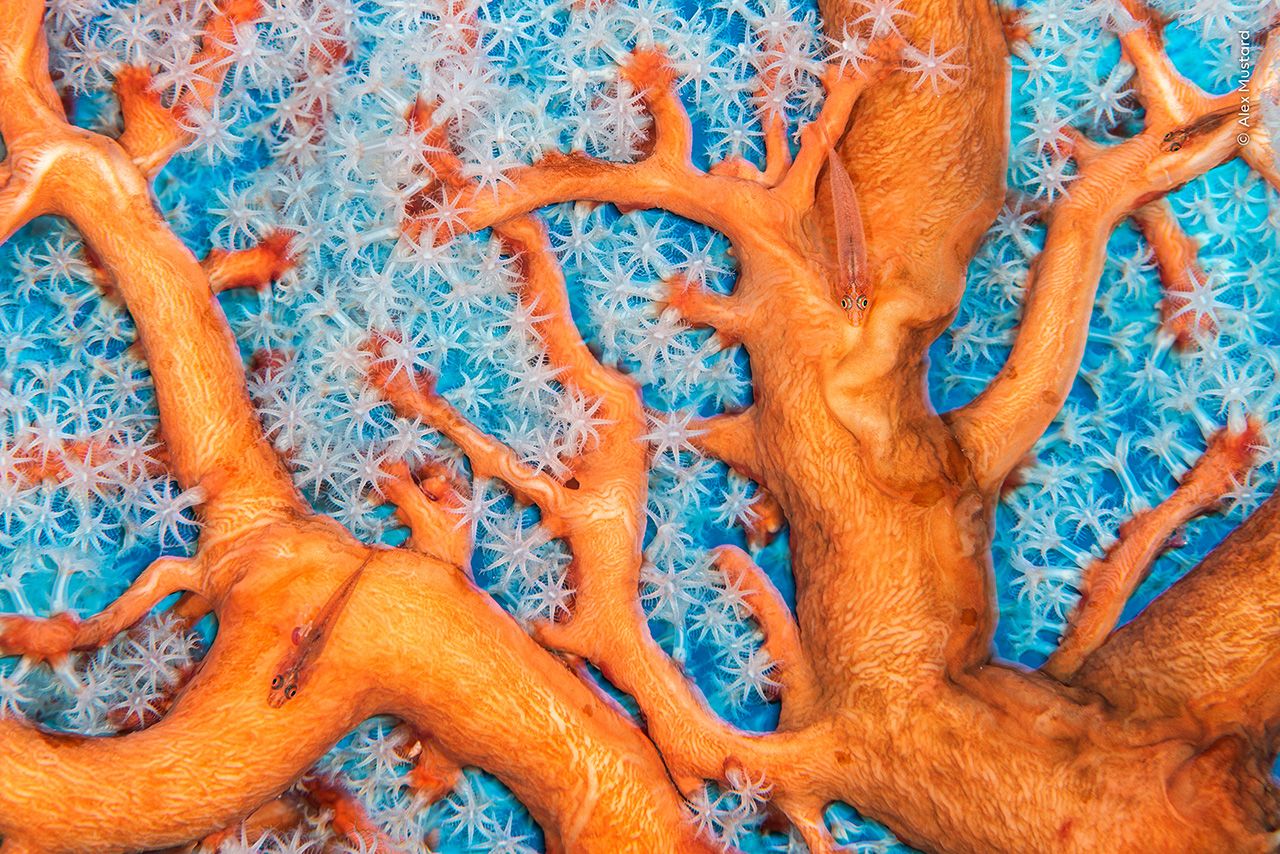 Close up photograph of vibrant orange coral