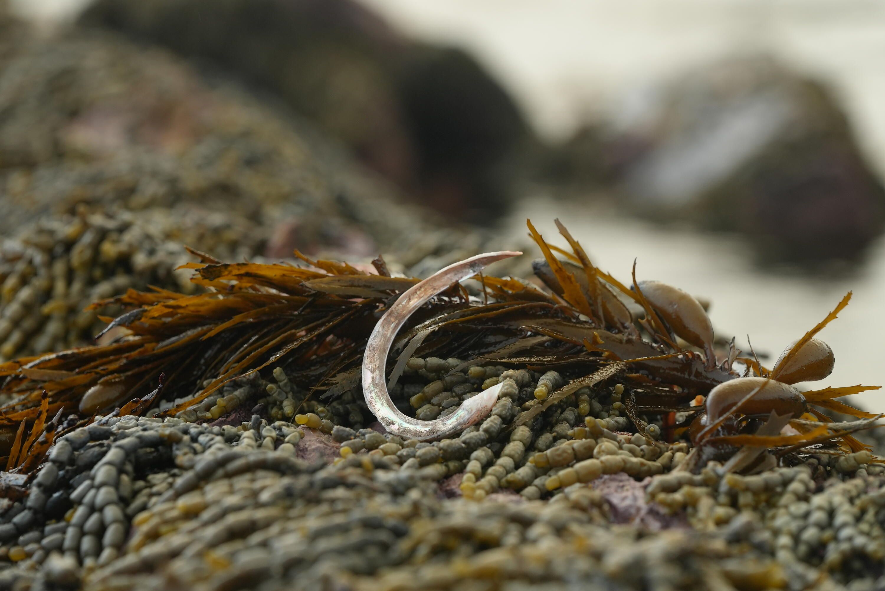 Fish hook on seaweed