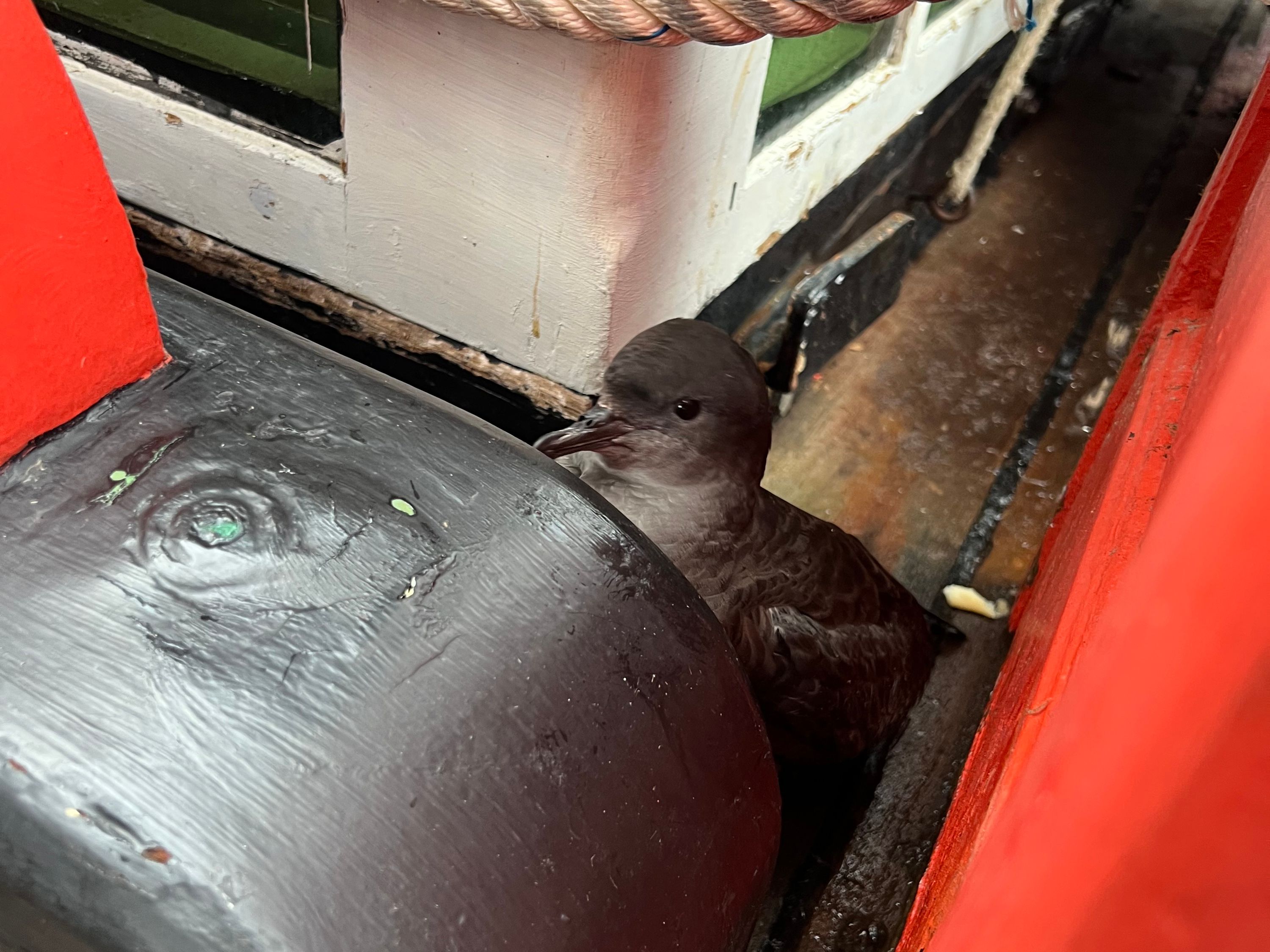 Photo of a black and grey bird hiding on the deck of a ship. 