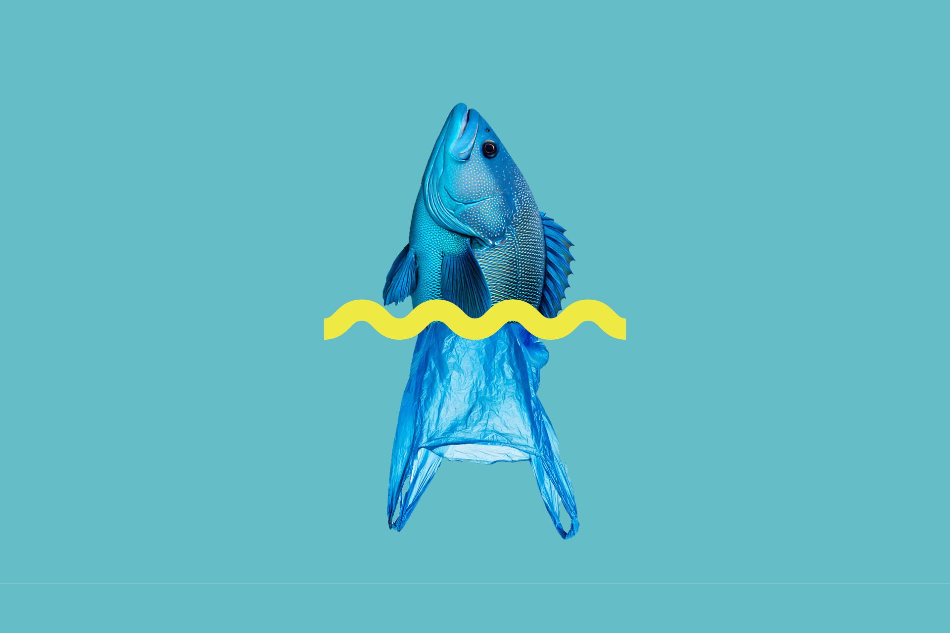 Graphic showing a mash up of a blue fish and plastic bag which looks like the tail