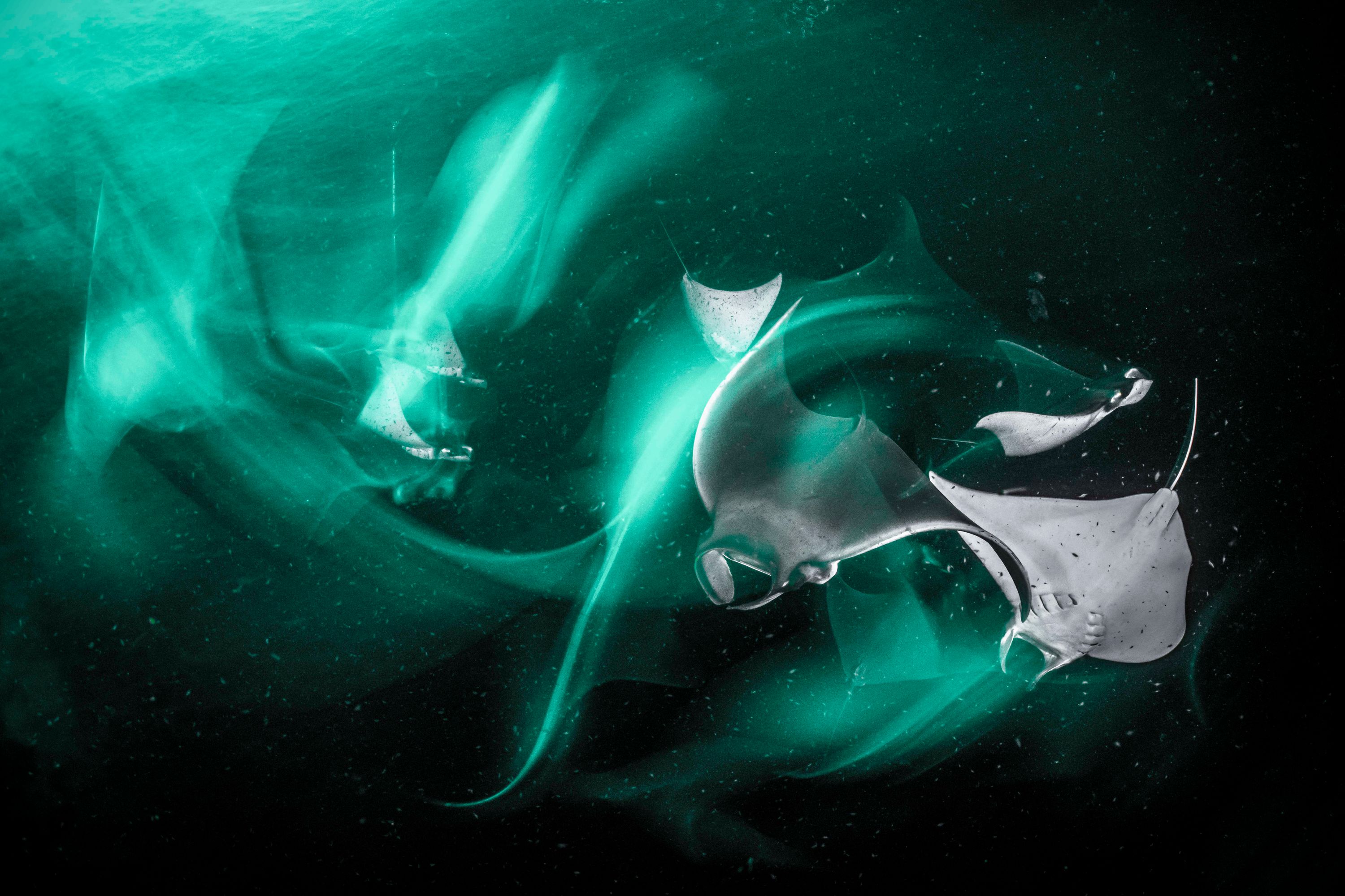 An artistic photo showing stingrays moving through black water. 