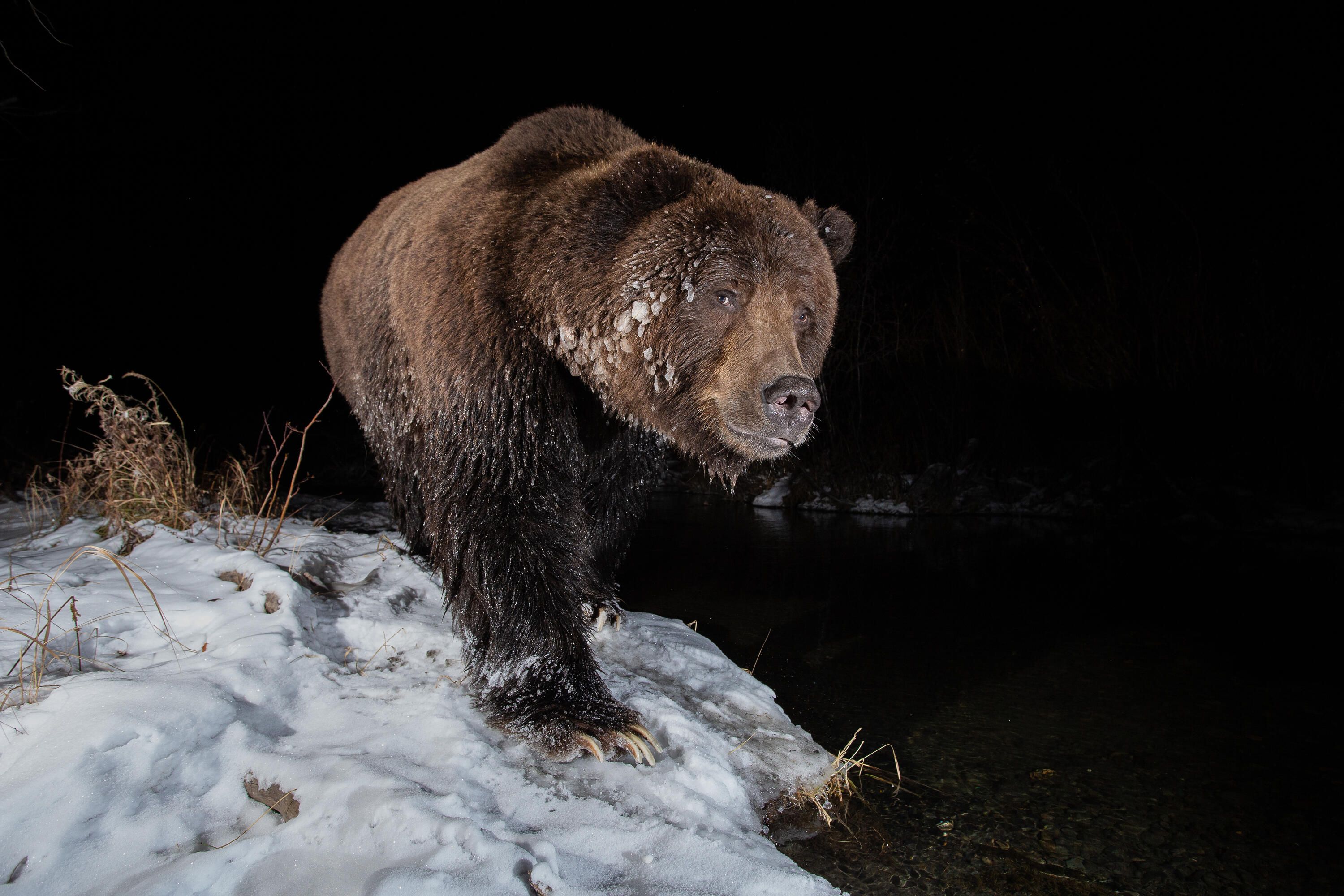 Photograph of a brown bear walkjing towards the camera
