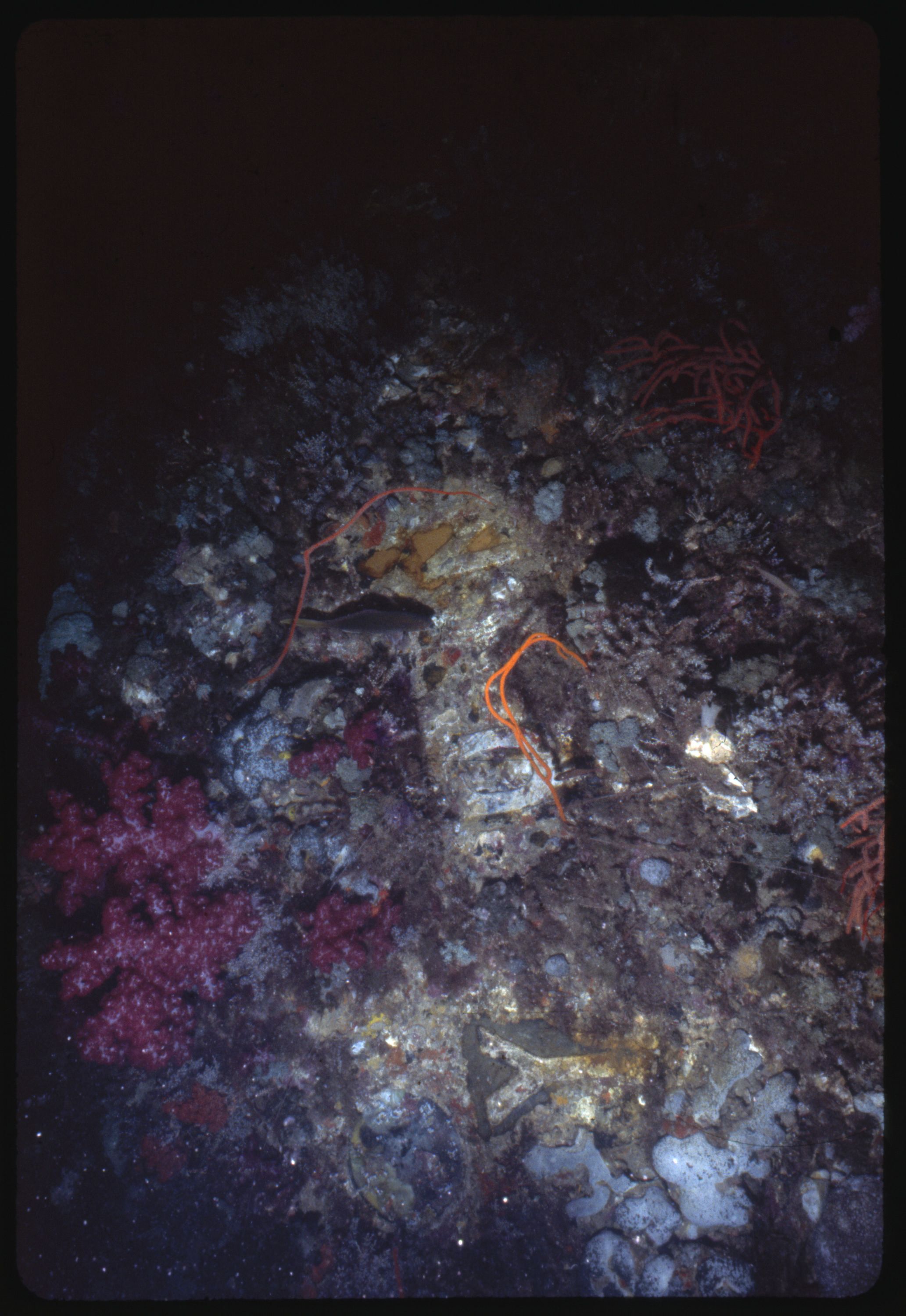 Photo taken underwater showing a shipwreck. 