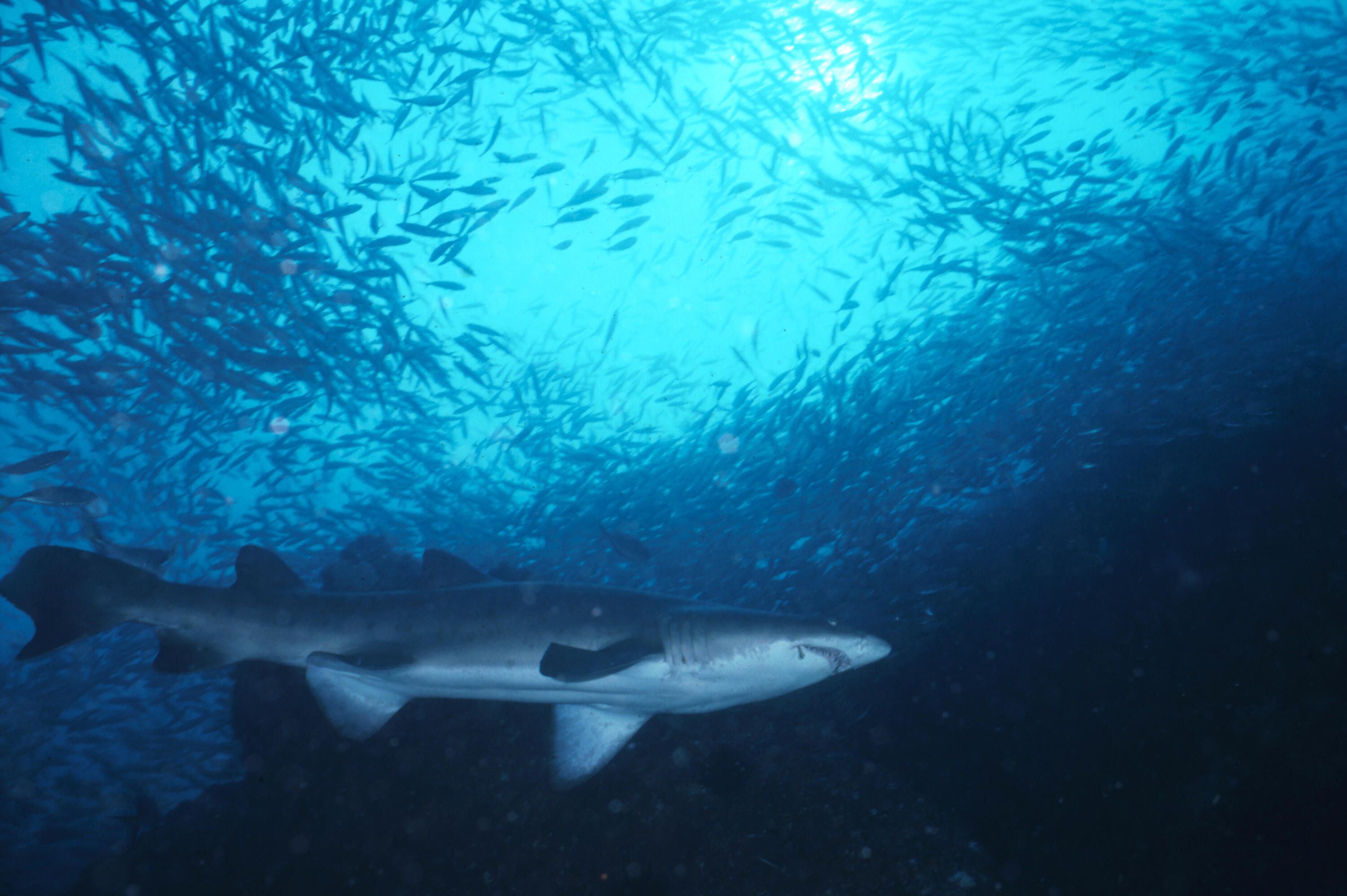 Photo taken underwater looking up at a shark and a large school of fish. 