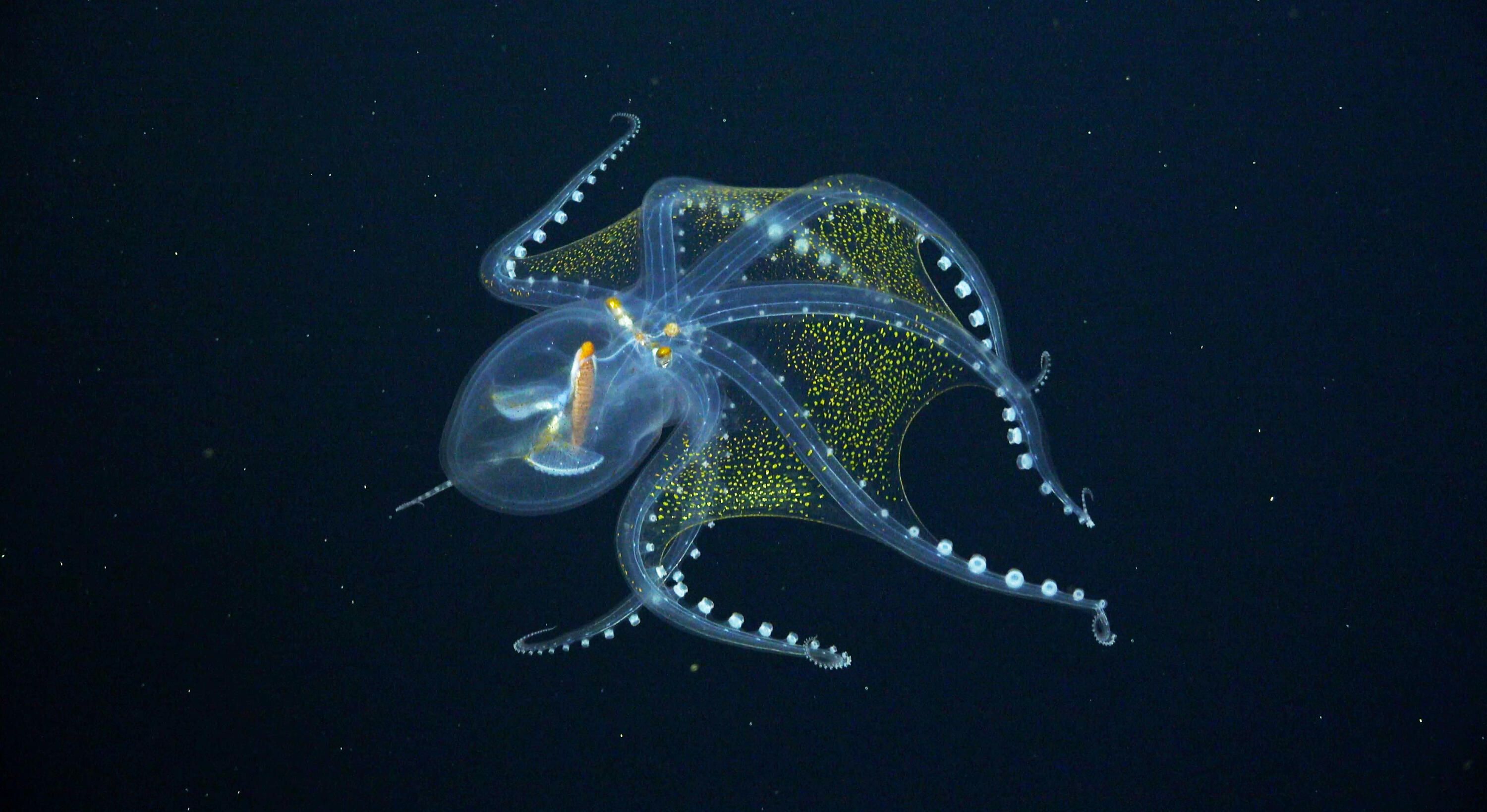 Photo showing a glass octopus, transparent with white dots along its arms, floating against a bark blue background.  