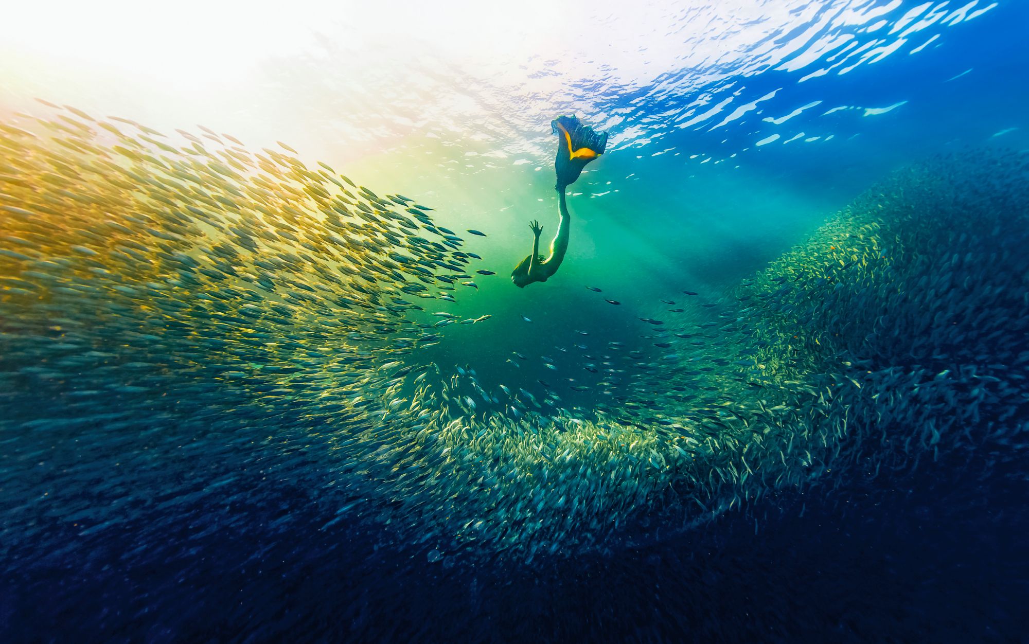 A diver diver wearing a mermaid fin costume, diving down towards a large school of fish.