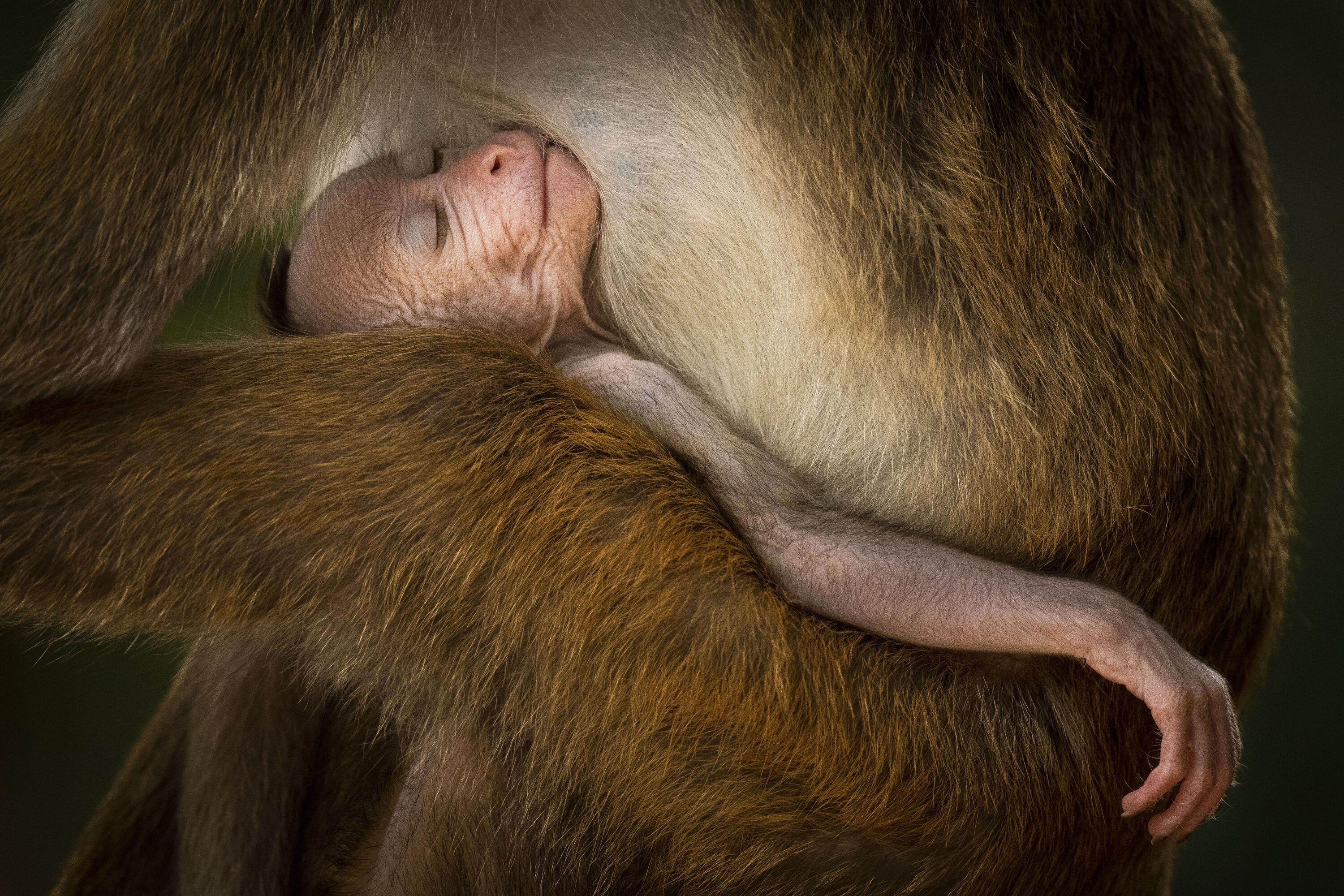 Photo showing a close up of young macaque, a type of monkey, asleep in the arm of an adult.