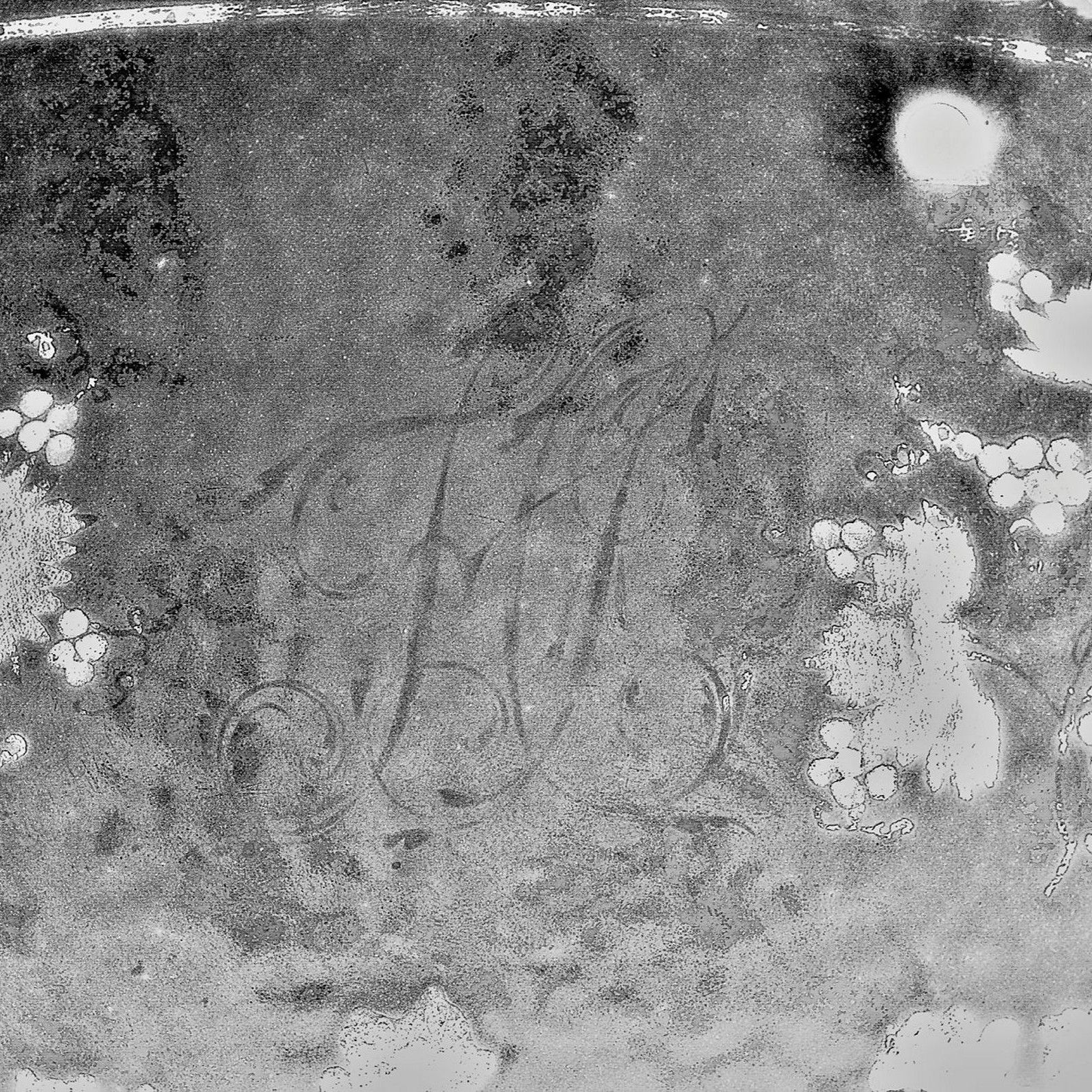 Black and white scanned image showing feint letters between leaves.