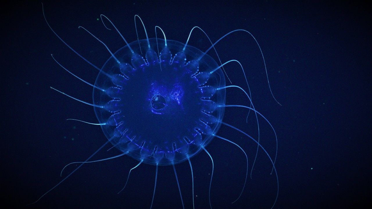Underwater photograph of a round creature with thin tentacles in each direction