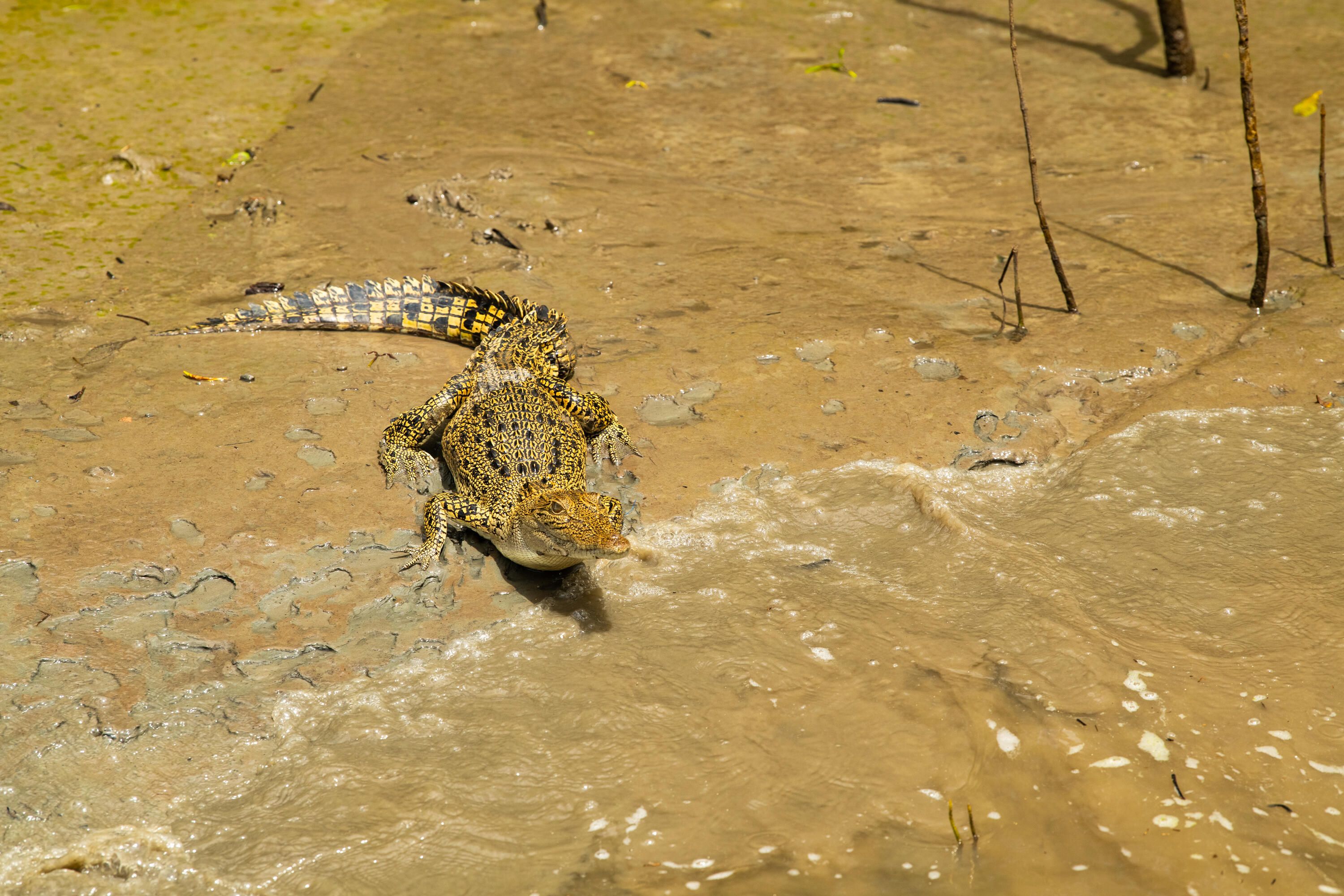 Photo of a small crocodile facing towards the camera on a brown landscape.