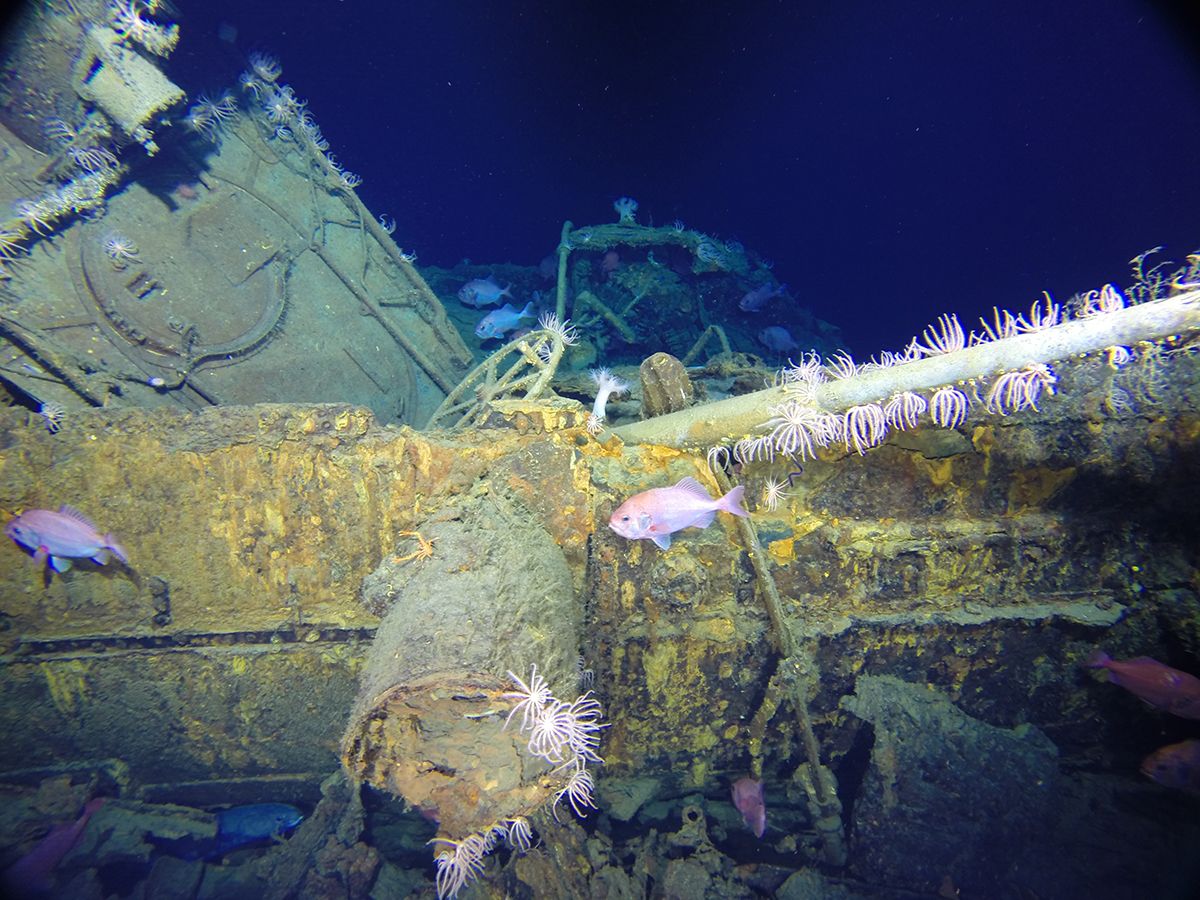 Photo showing a close up of part of a metal shipwreck with ocean growth and fish. 