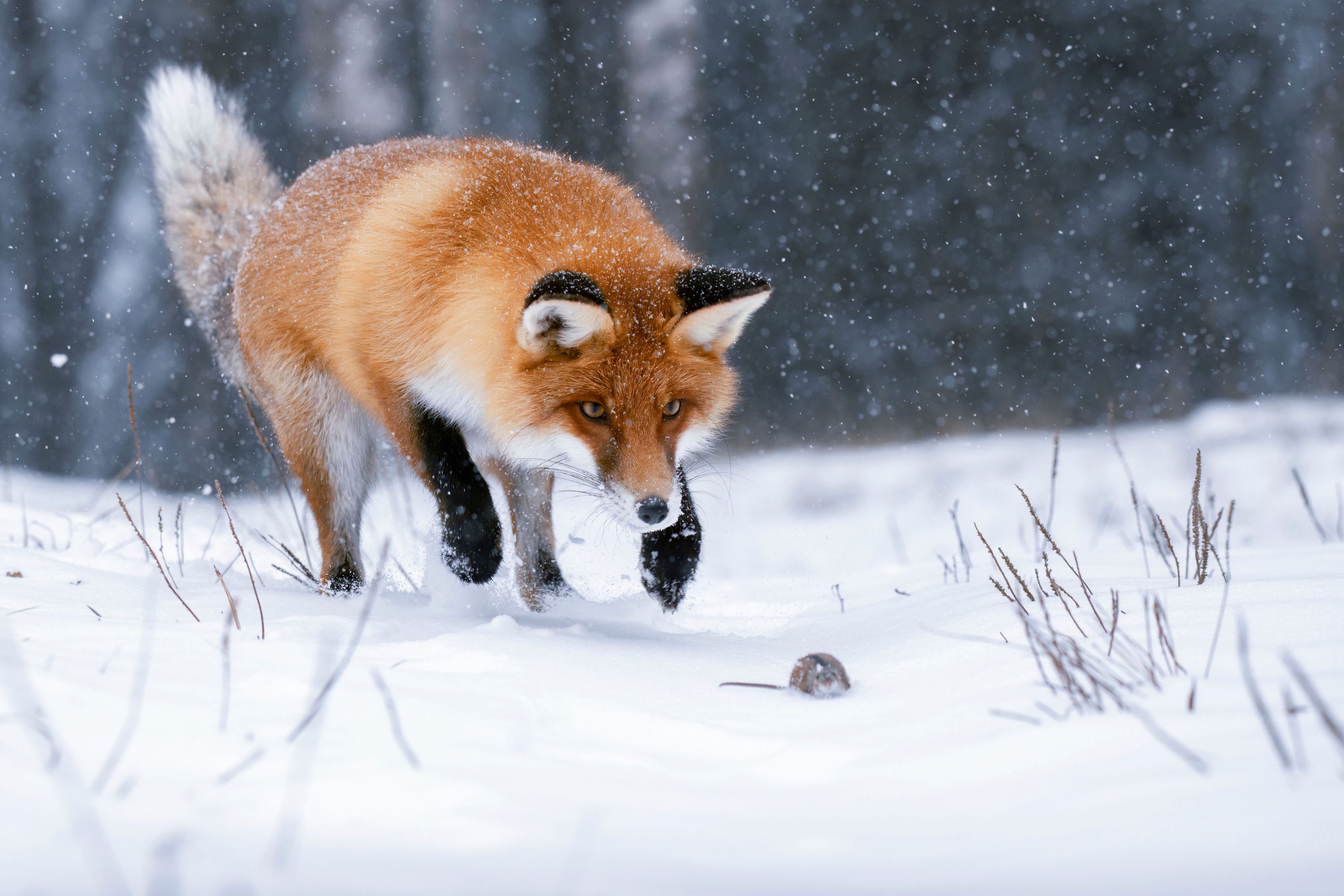 Photo showing a red fox standing and ready to pounce on a small grey mouse in a snowy landscape.