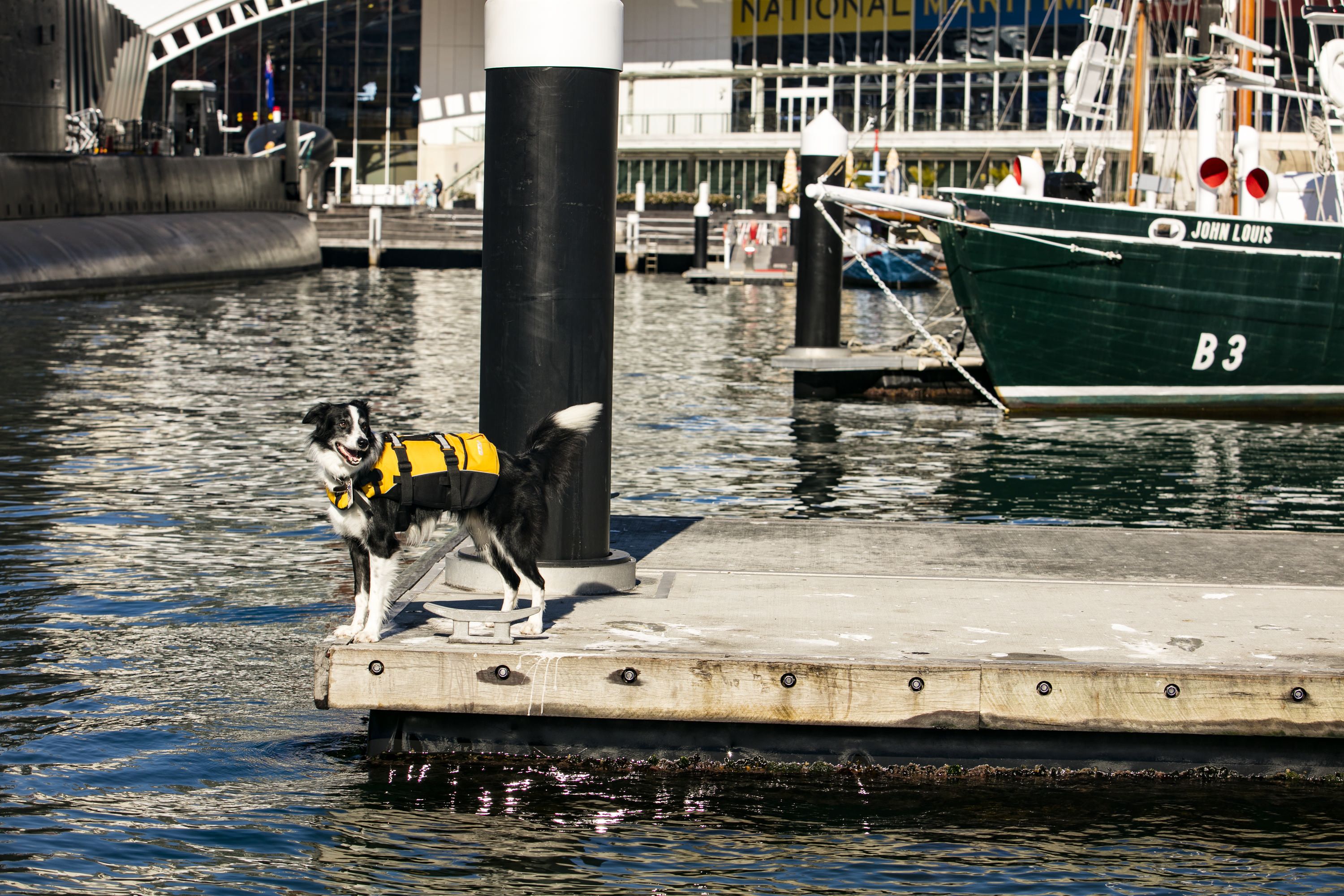 Photo of a dog wearing a yellow life jacket safety vest, chasing seagulls on a wharf. 