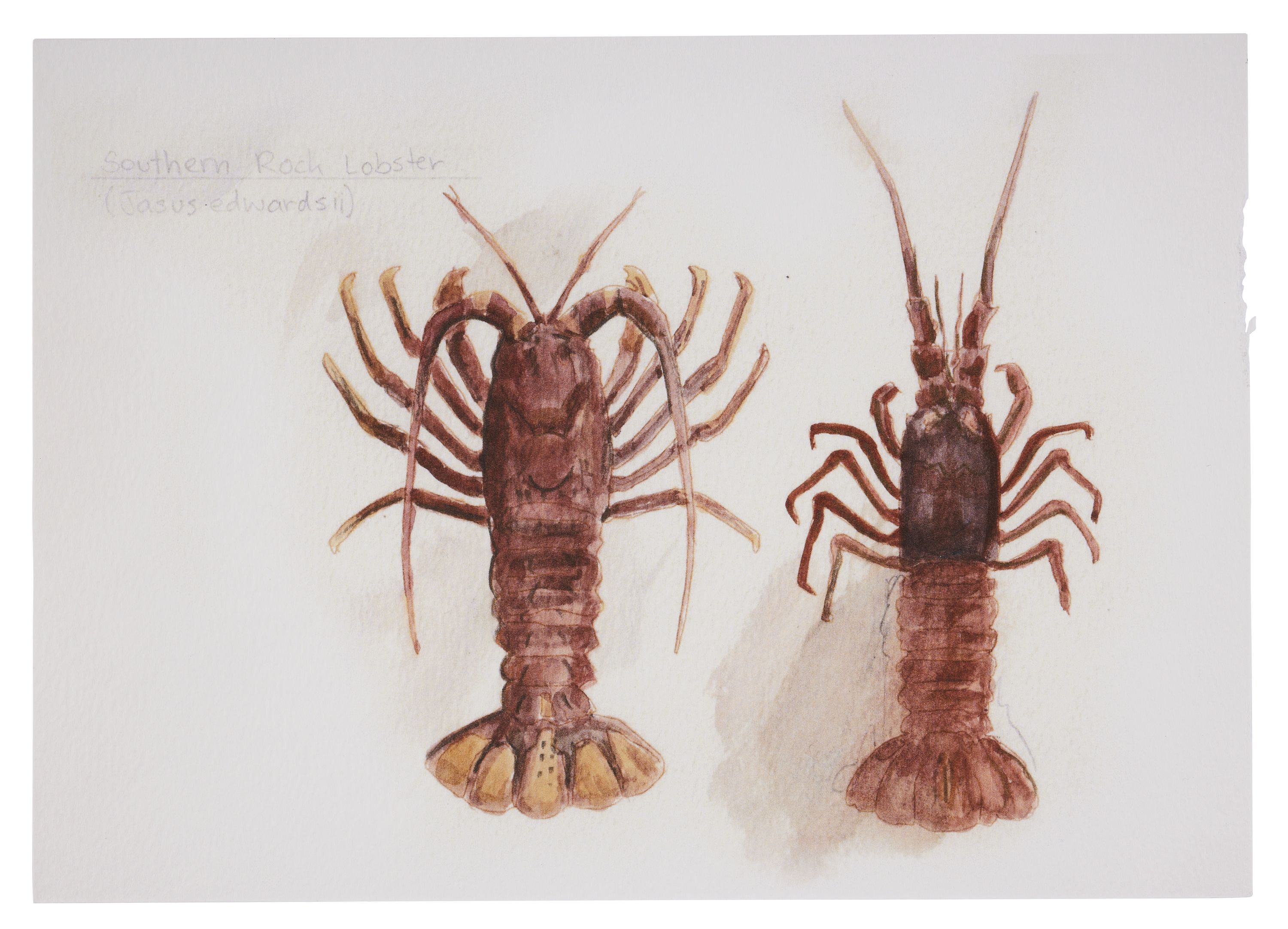 Watercolour painting of two crayfish.
