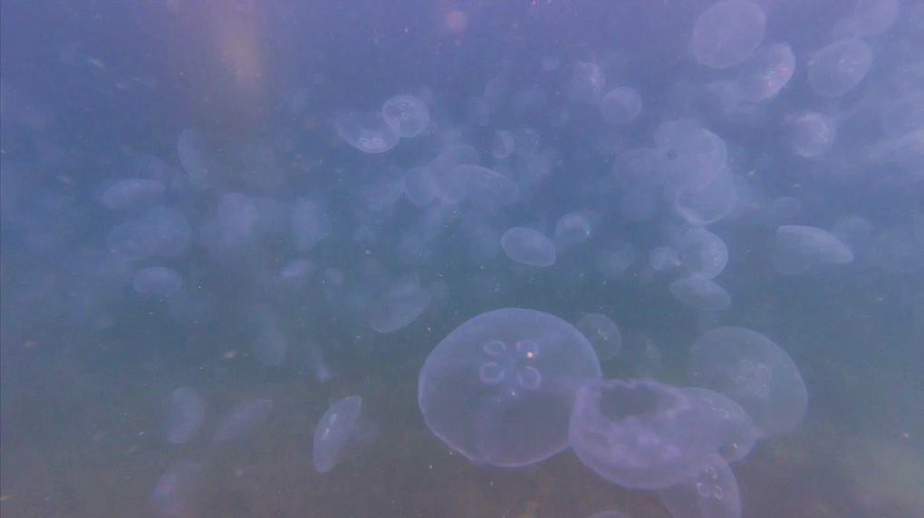 Photo taken underwater with lots of transparent white jellyfish. 