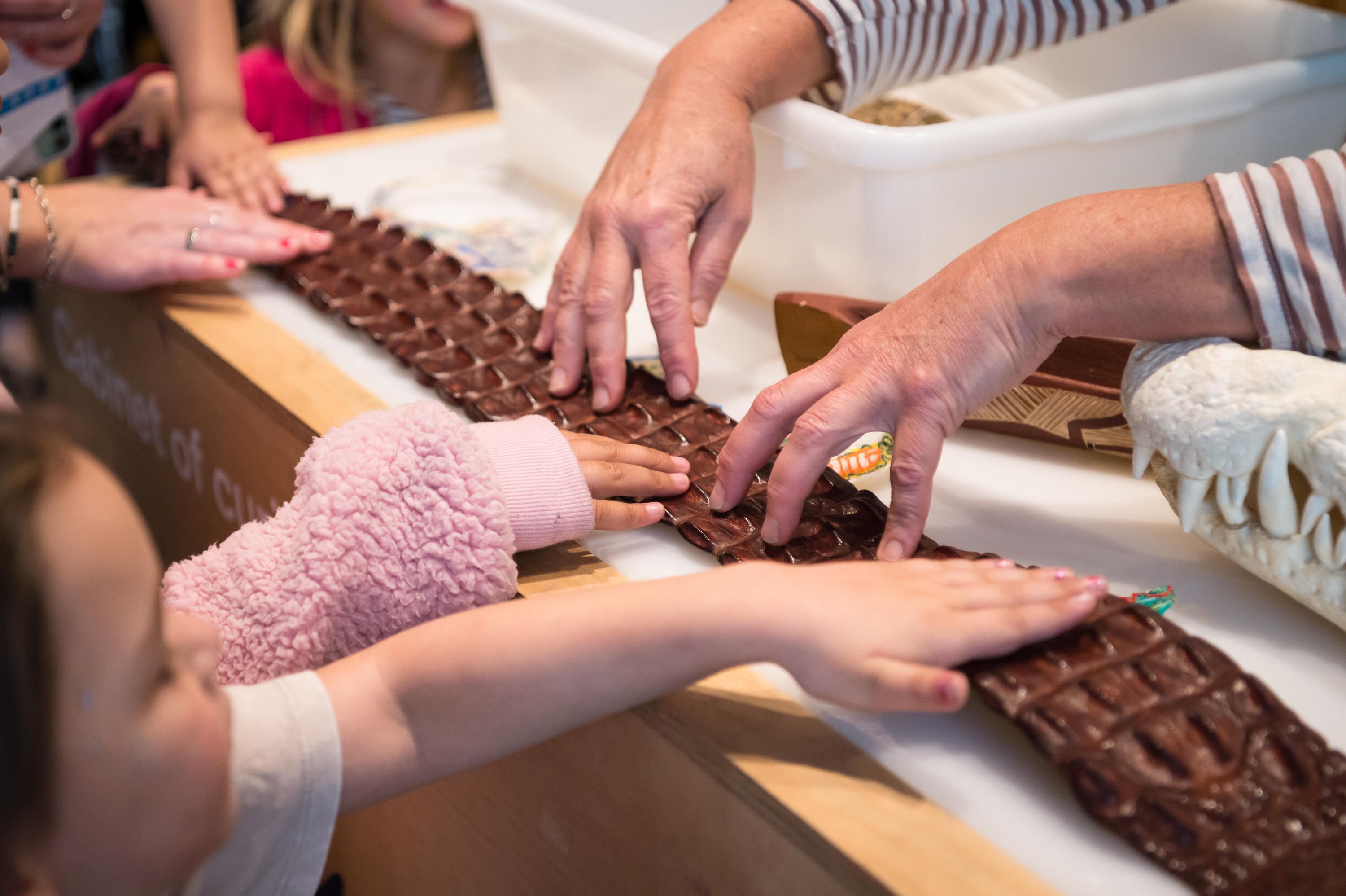 Photo showing children's hands feeling a textured crocodile skin.