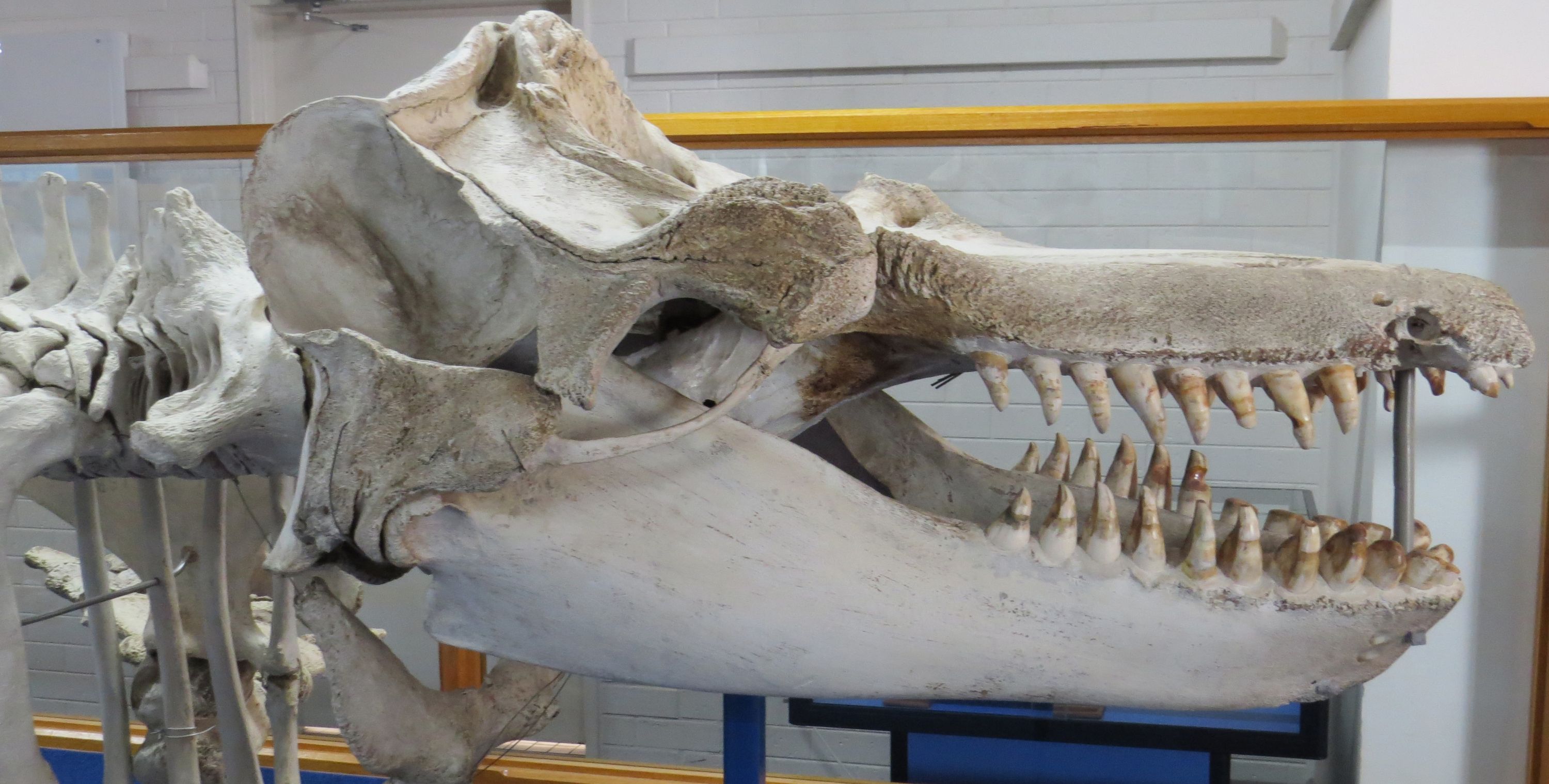Photo of a whale skull