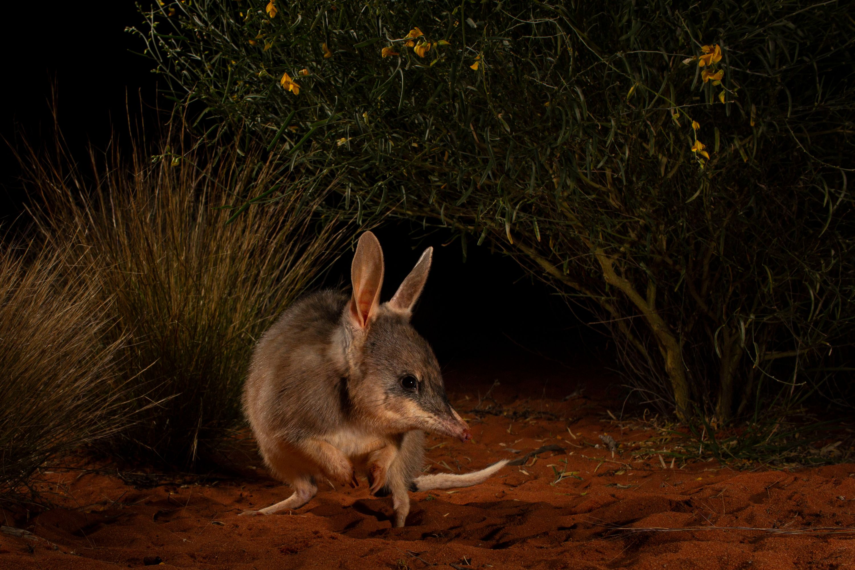 Photo showing a small marsupial on red dirt with plants in teh background and a dark sky