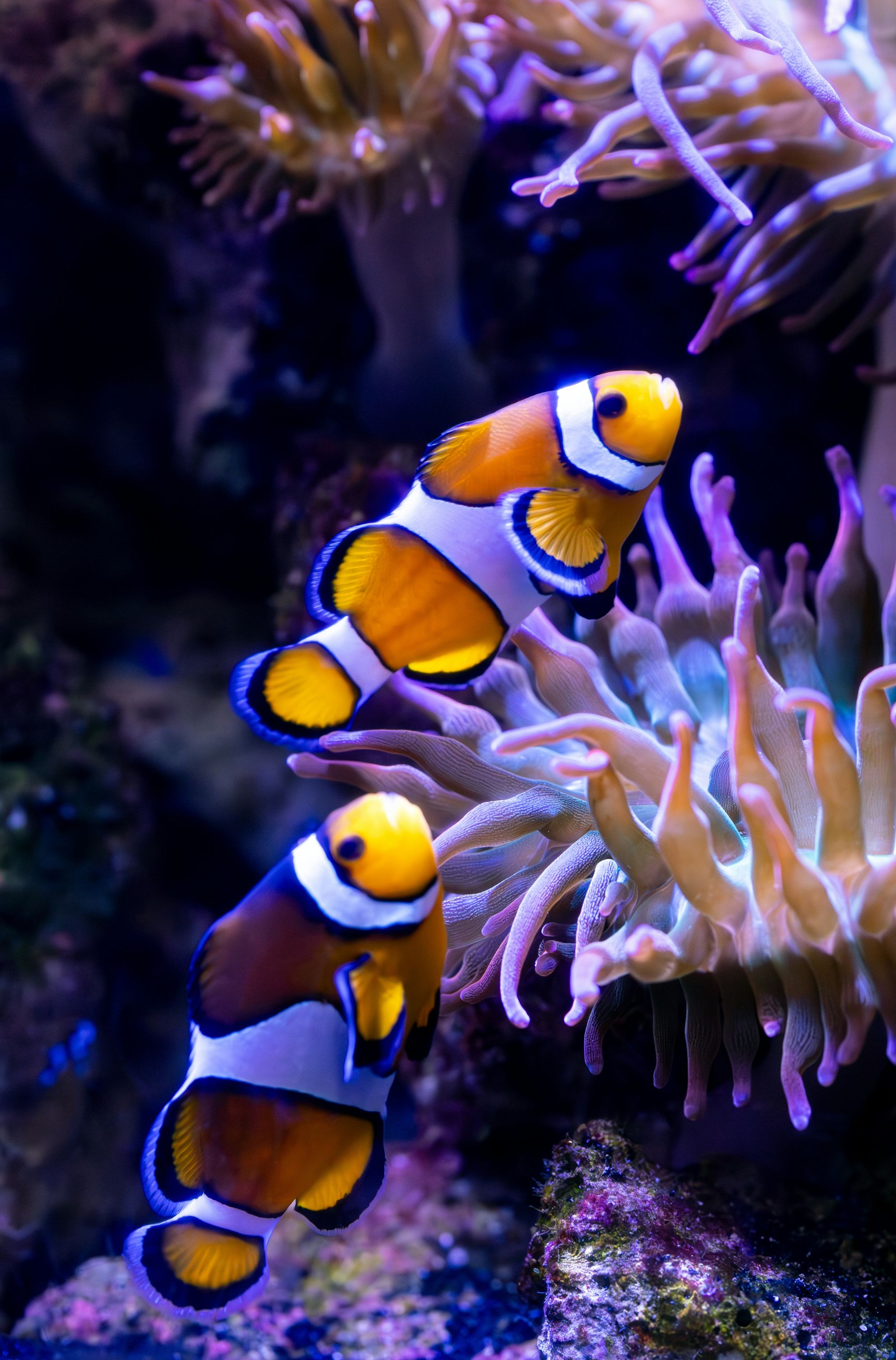 Two clownfish swimming in anemone