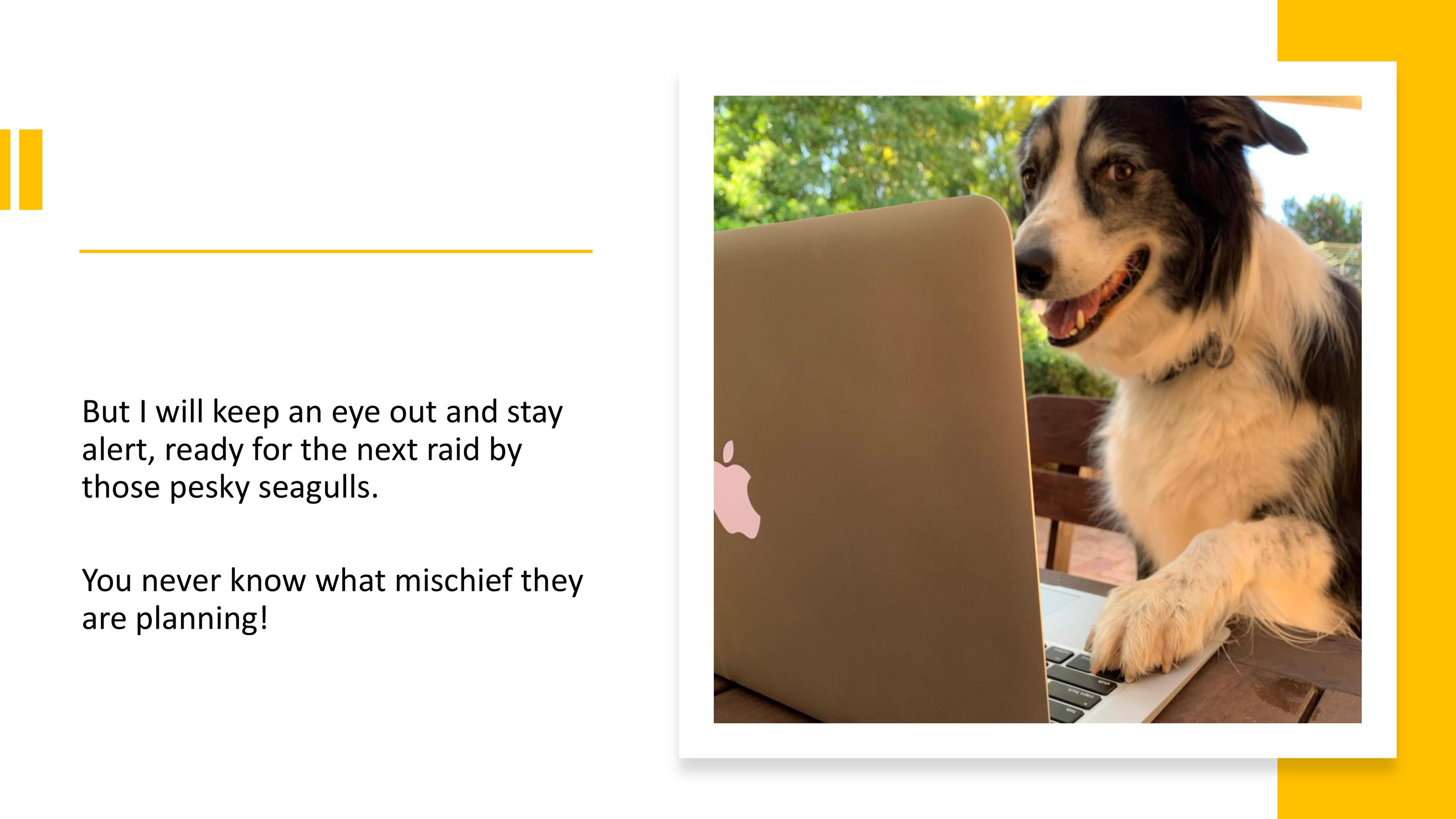 But I will keep an eye out and stay  alert, ready for the next raid by  those pesky seagulls.  You never know what mischief they are planning!